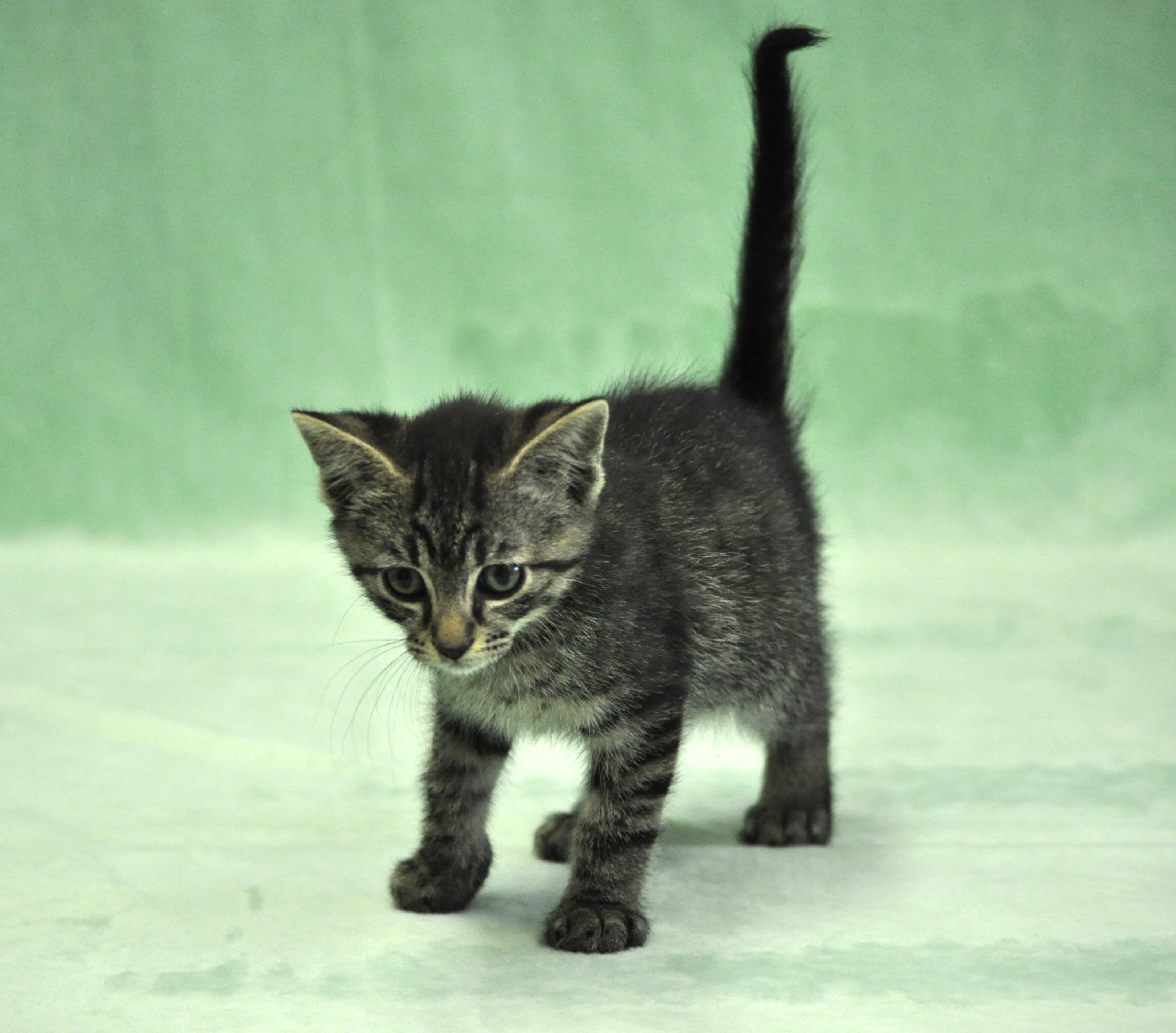 Remus, a ADOPTABLE mixed breed in Union Gap, WA image 5/5