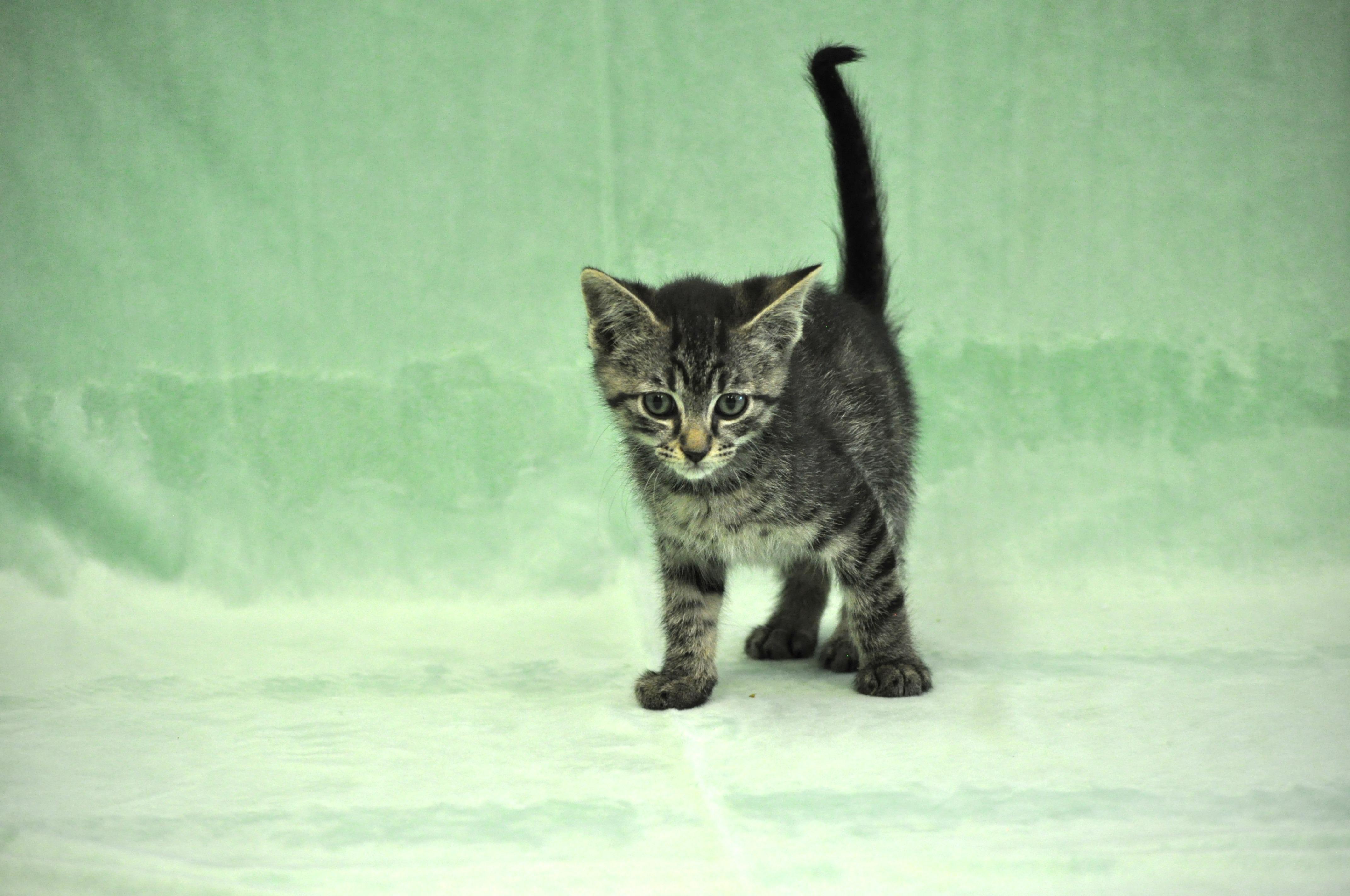 Remus, a ADOPTABLE mixed breed in Union Gap, WA image 4/5