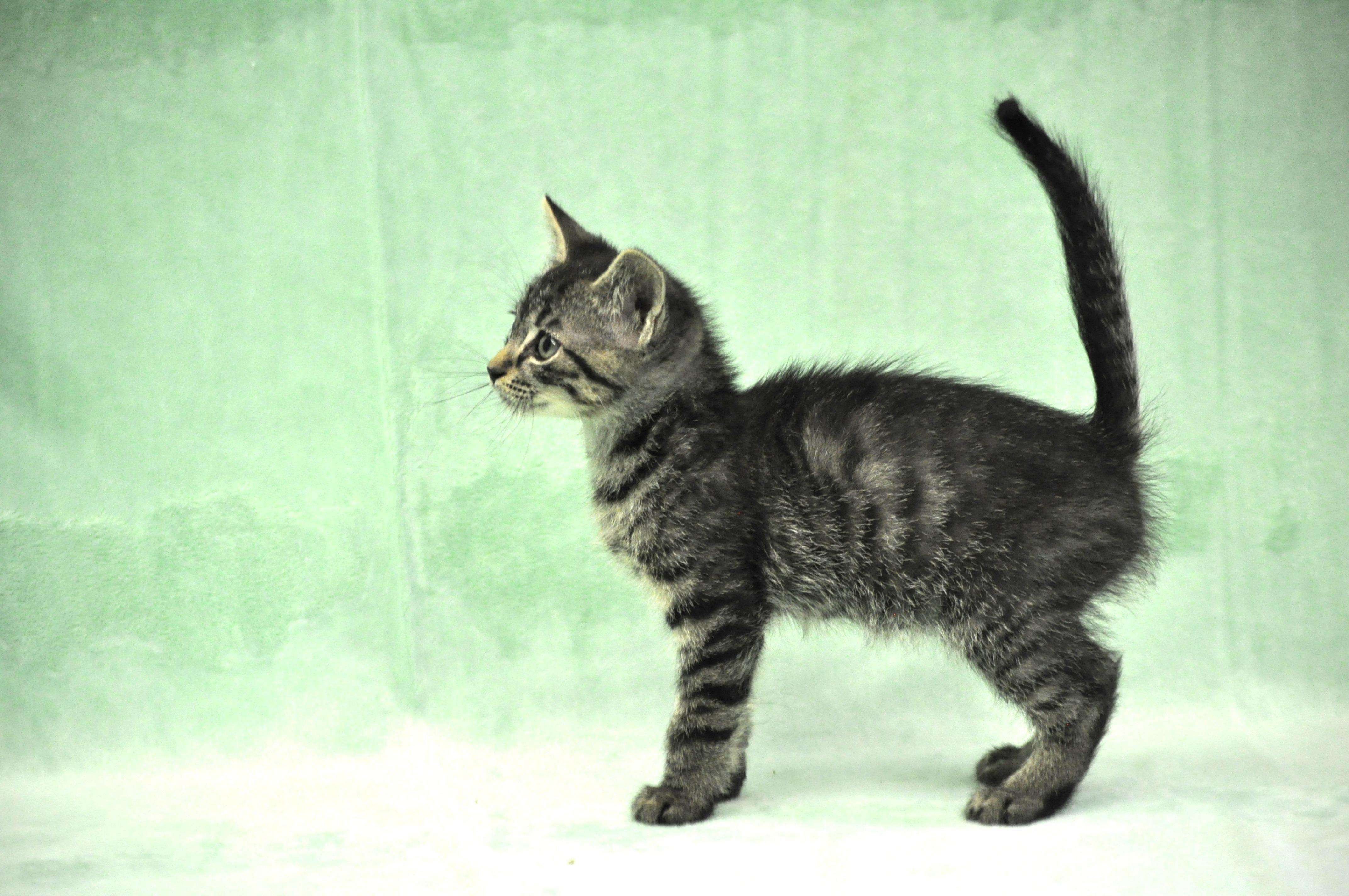 Remus, a ADOPTABLE mixed breed in Union Gap, WA image 2/5