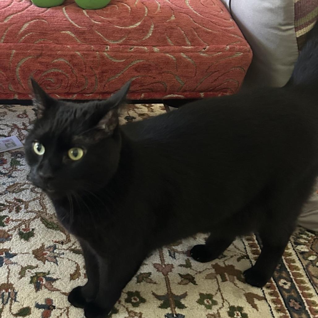 Enlarge Milo (IN TRIAL ADOPTION), a Adoptable Domestic Short Hair in Nantucket, MA image 1/1