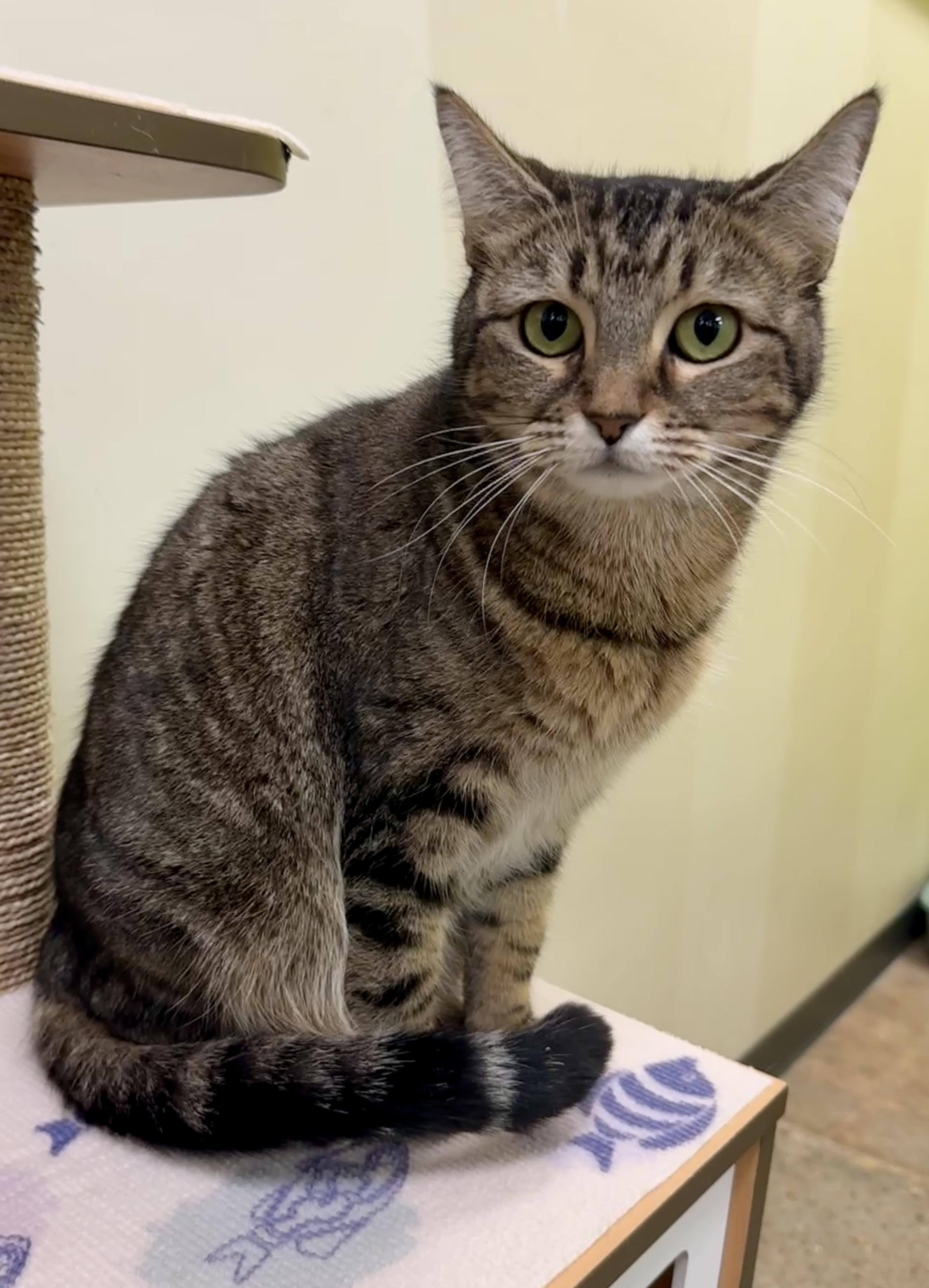 Enlarge Autumn (Mustang Sally or “mom”), a ADOPTABLE Domestic Short Hair in Houston, TX image 4/6