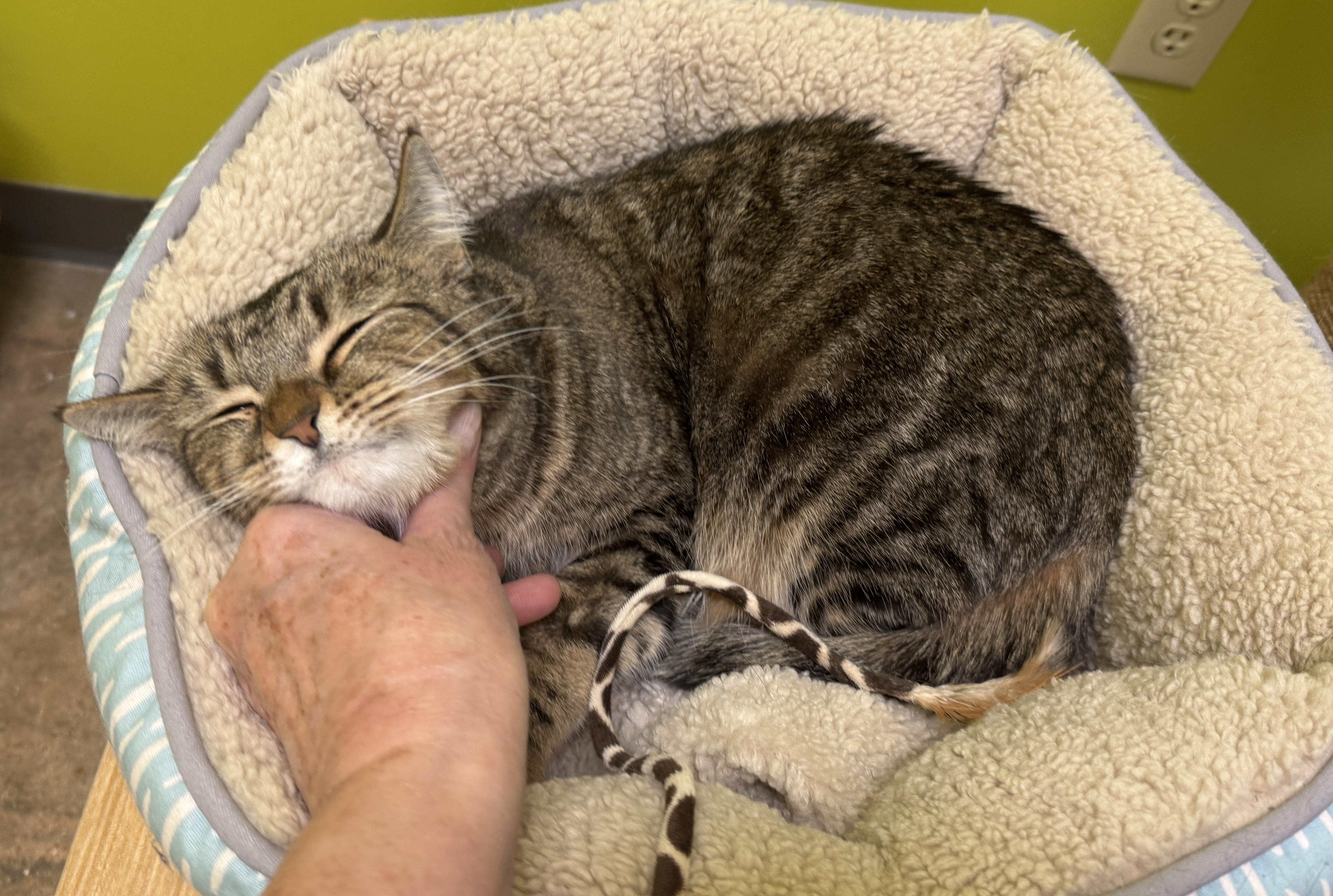 Enlarge Autumn (Mustang Sally or “mom”), a ADOPTABLE Domestic Short Hair in Houston, TX image 5/6