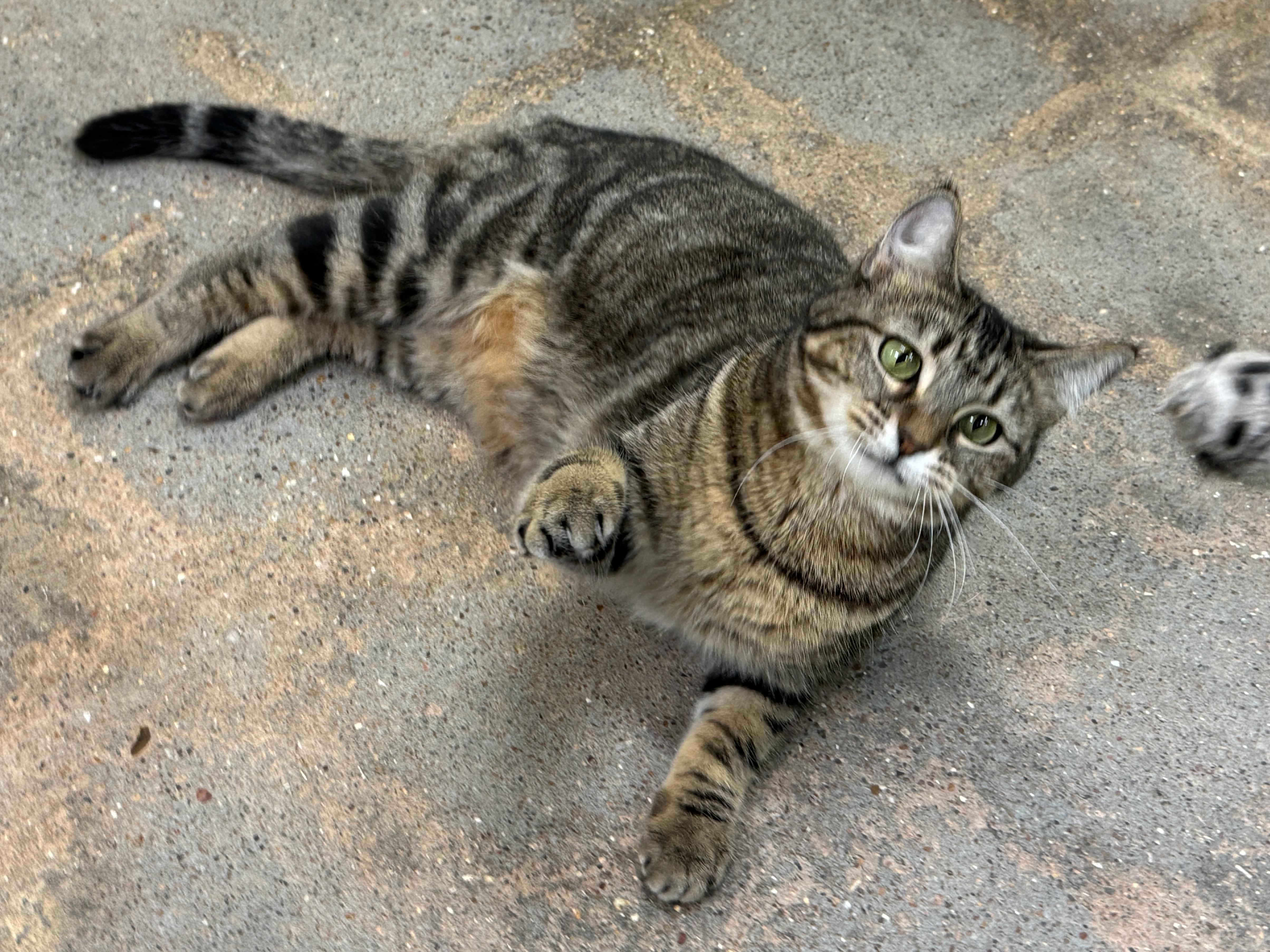 Enlarge Autumn (Mustang Sally or “mom”), an adopted mixed breed in Houston, TX image 5/6