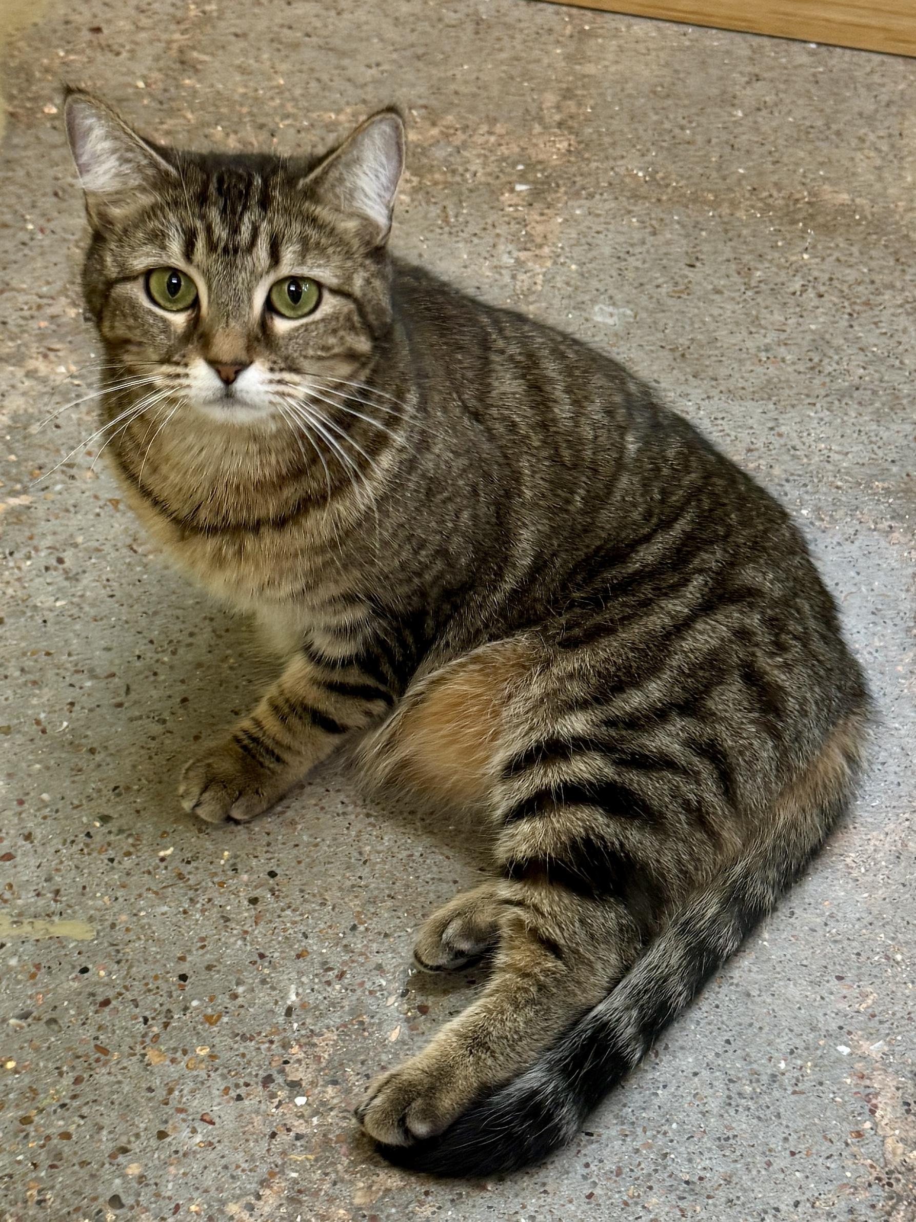 Enlarge Autumn (Mustang Sally or “mom”), an adopted mixed breed in Houston, TX image 6/6