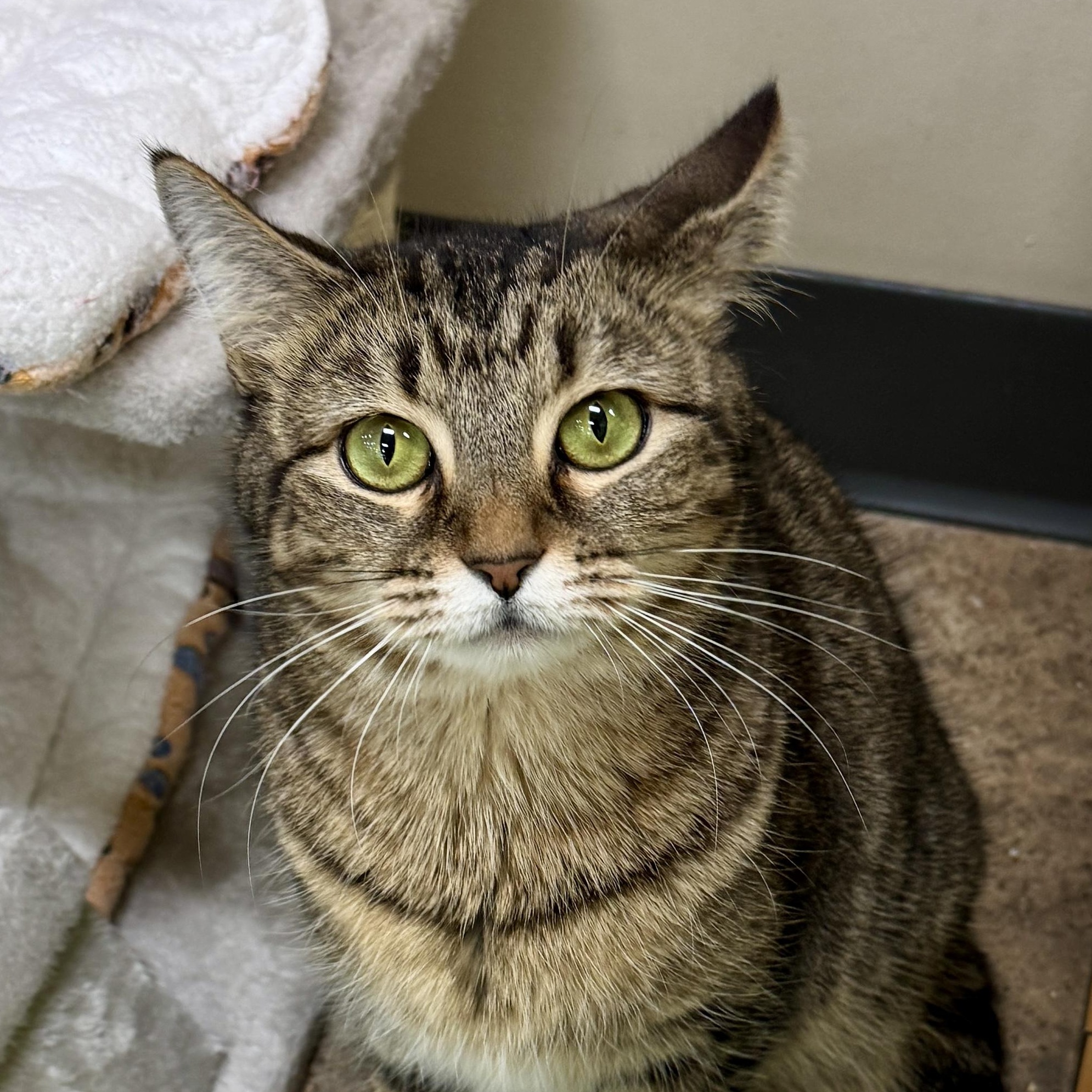 Enlarge Autumn (Mustang Sally or “mom”), a ADOPTABLE Domestic Short Hair in Houston, TX image 2/6