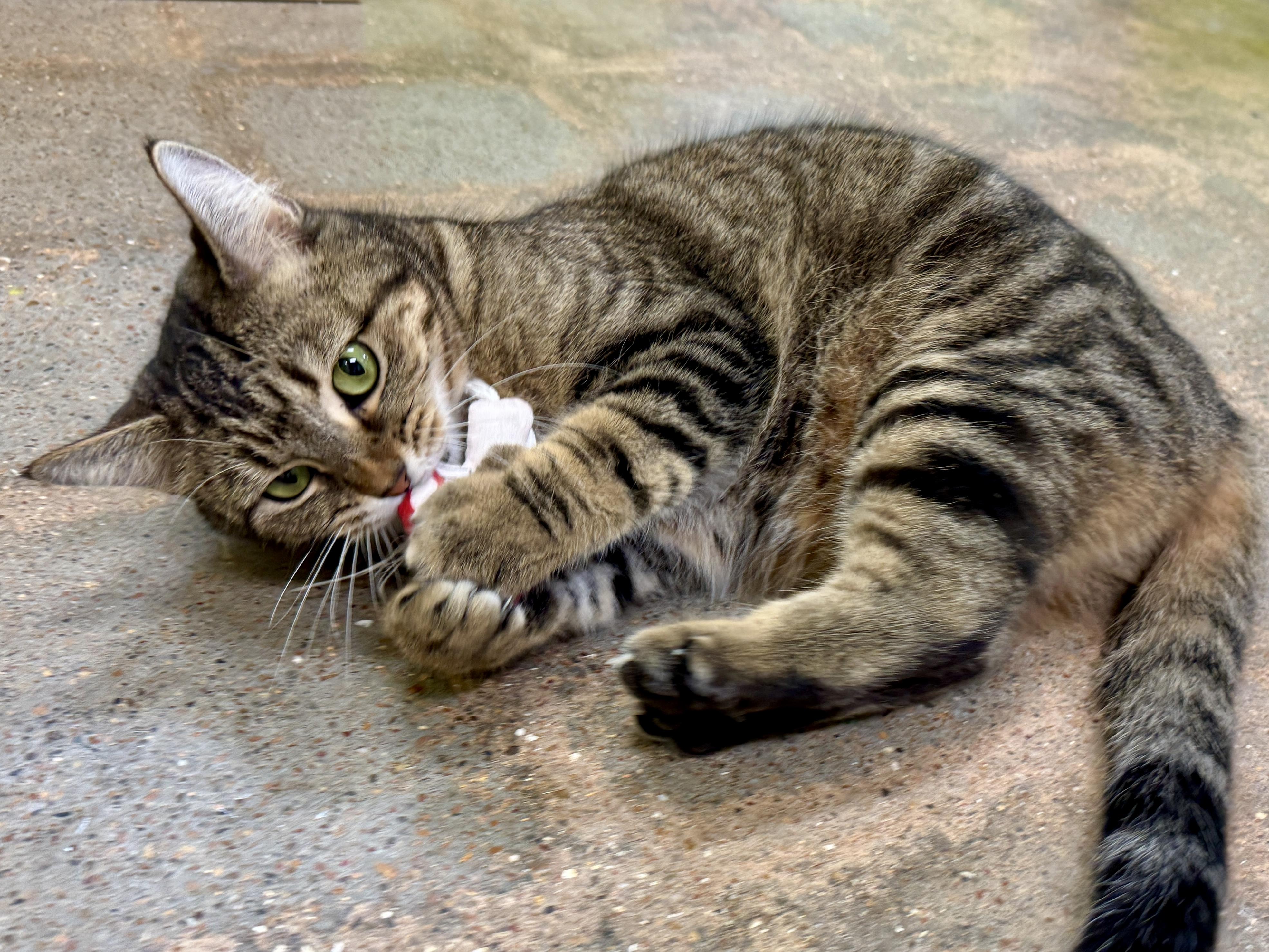 Enlarge Autumn (Mustang Sally or “mom”), an adopted mixed breed in Houston, TX image 2/6