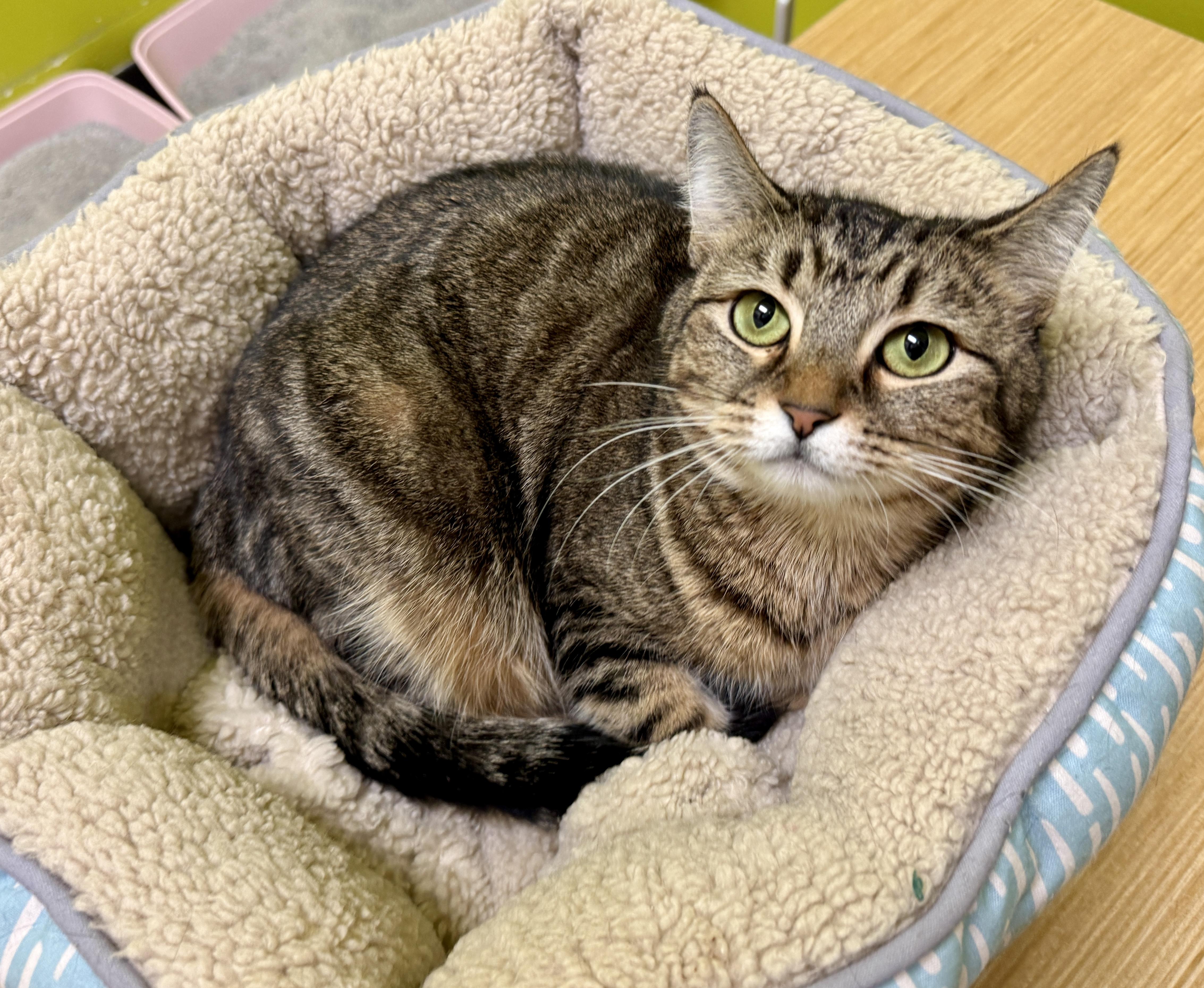 Enlarge Autumn (Mustang Sally or “mom”), a ADOPTABLE Domestic Short Hair in Houston, TX image 6/6