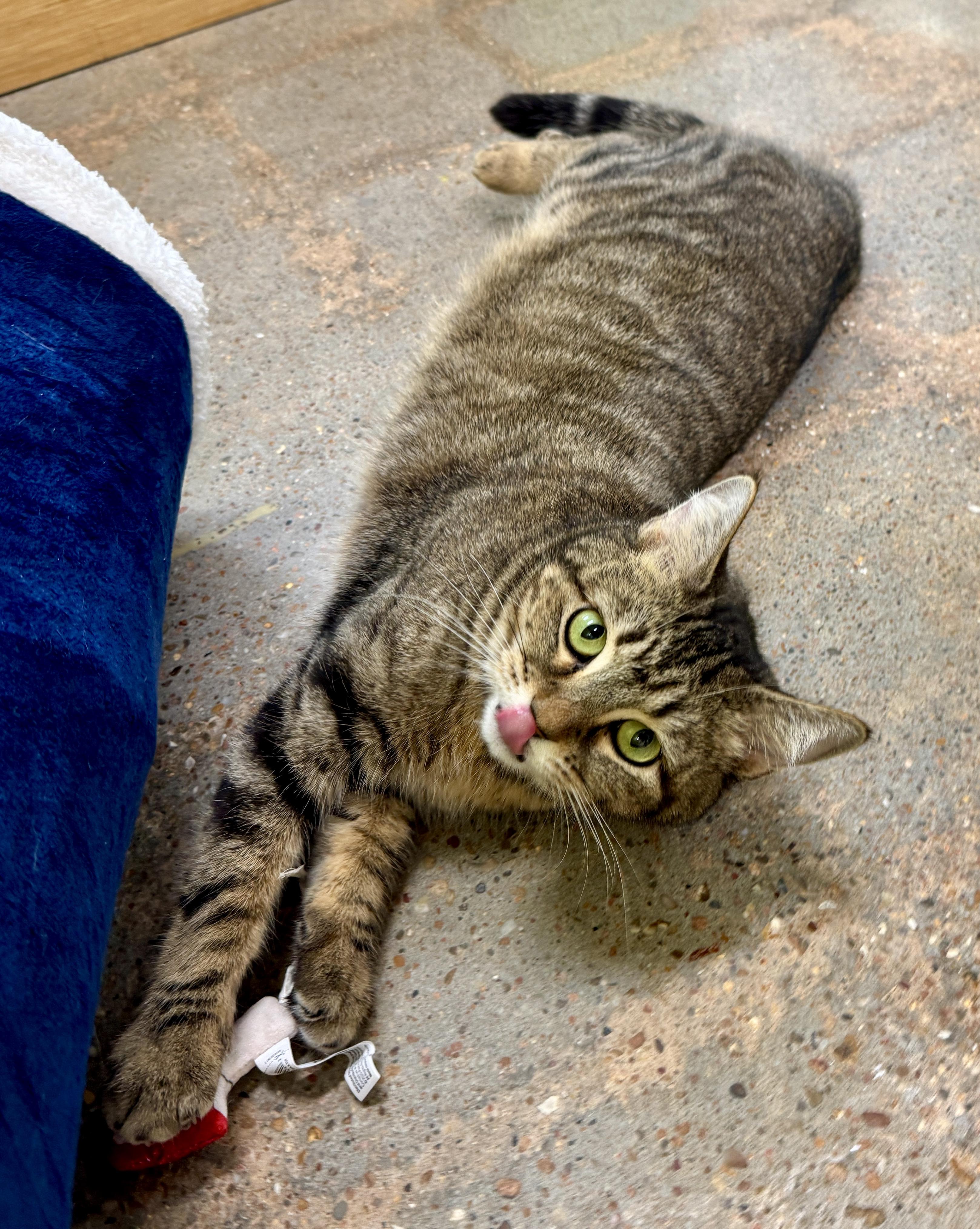 Enlarge Autumn (Mustang Sally or “mom”), an adopted mixed breed in Houston, TX image 3/6