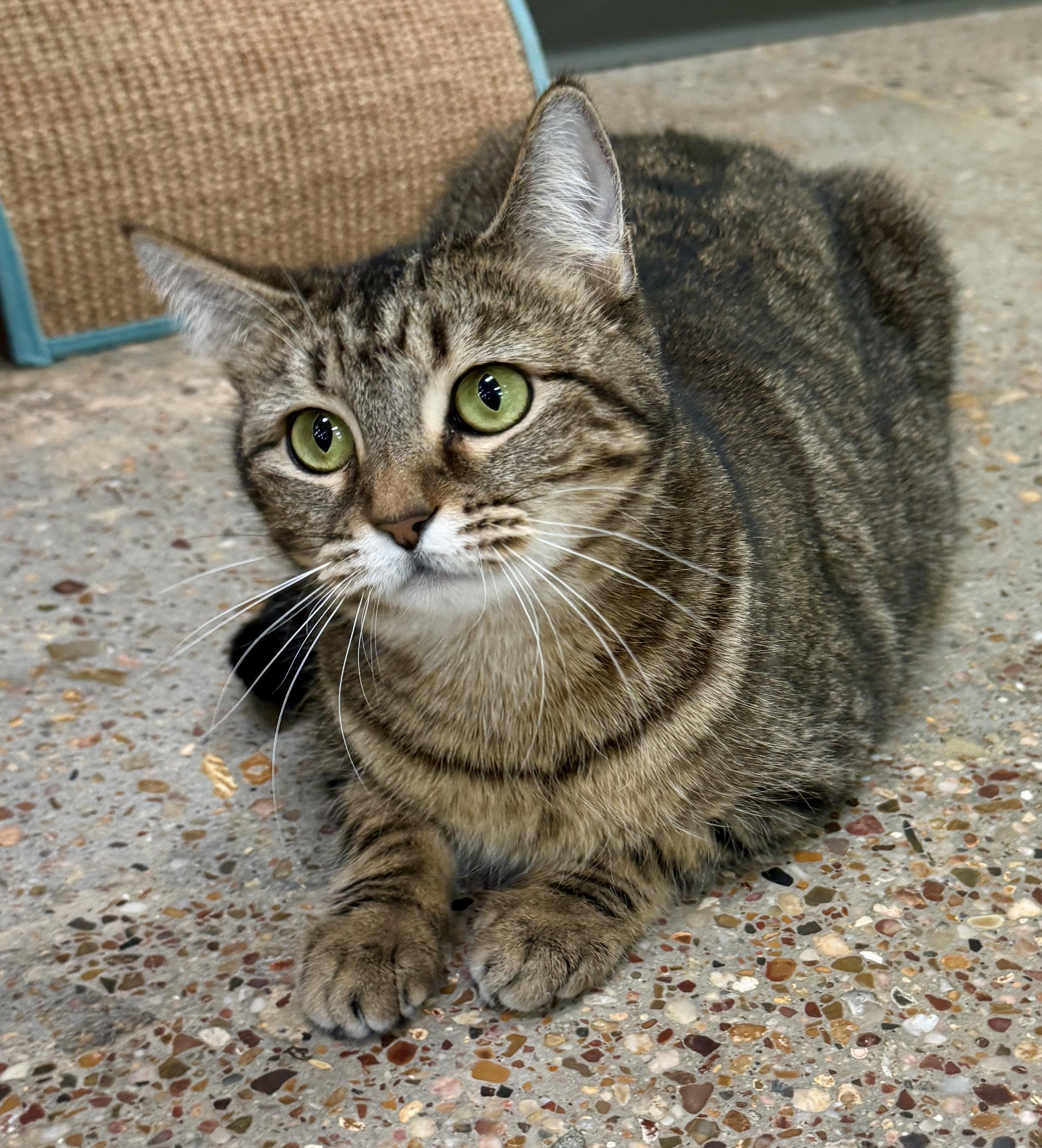 Enlarge Autumn (Mustang Sally or “mom”), a ADOPTABLE Domestic Short Hair in Houston, TX image 1/6