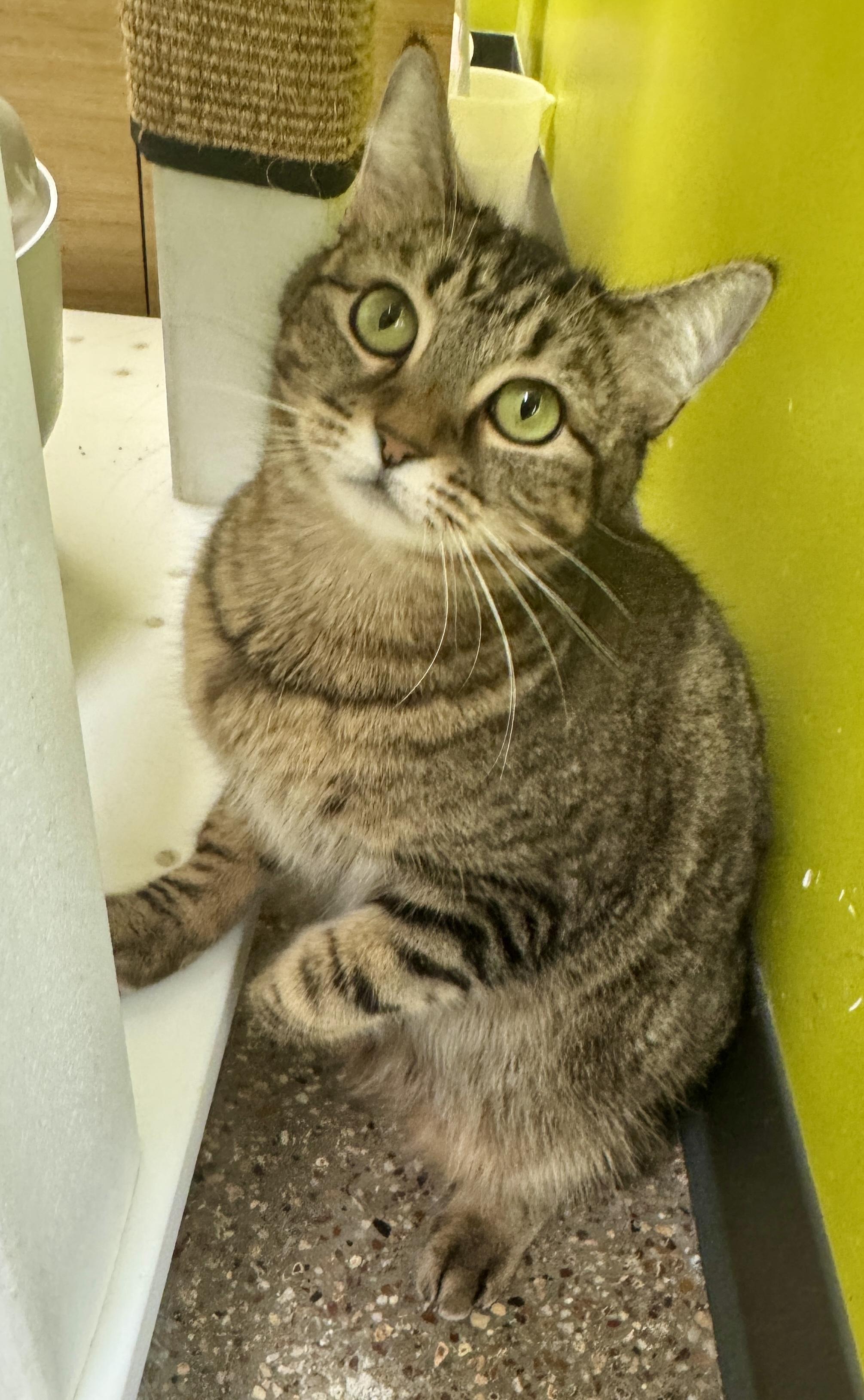 Enlarge Autumn (Mustang Sally or “mom”), a ADOPTABLE Domestic Short Hair in Houston, TX image 3/6