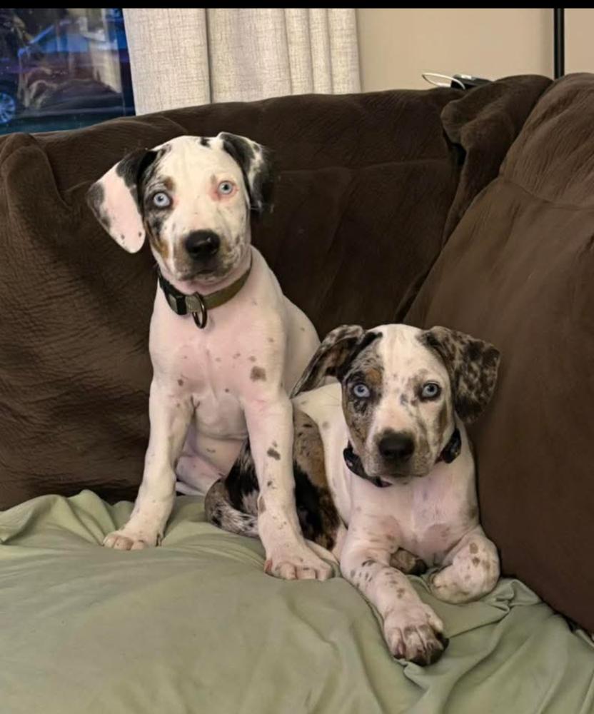DREAM, Adoptable, Puppy Female American Bulldog & Catahoula Leopard Dog.