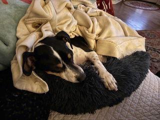 Tom Cruise, a Adoptable Dachshund in Austin, TX image 1/3