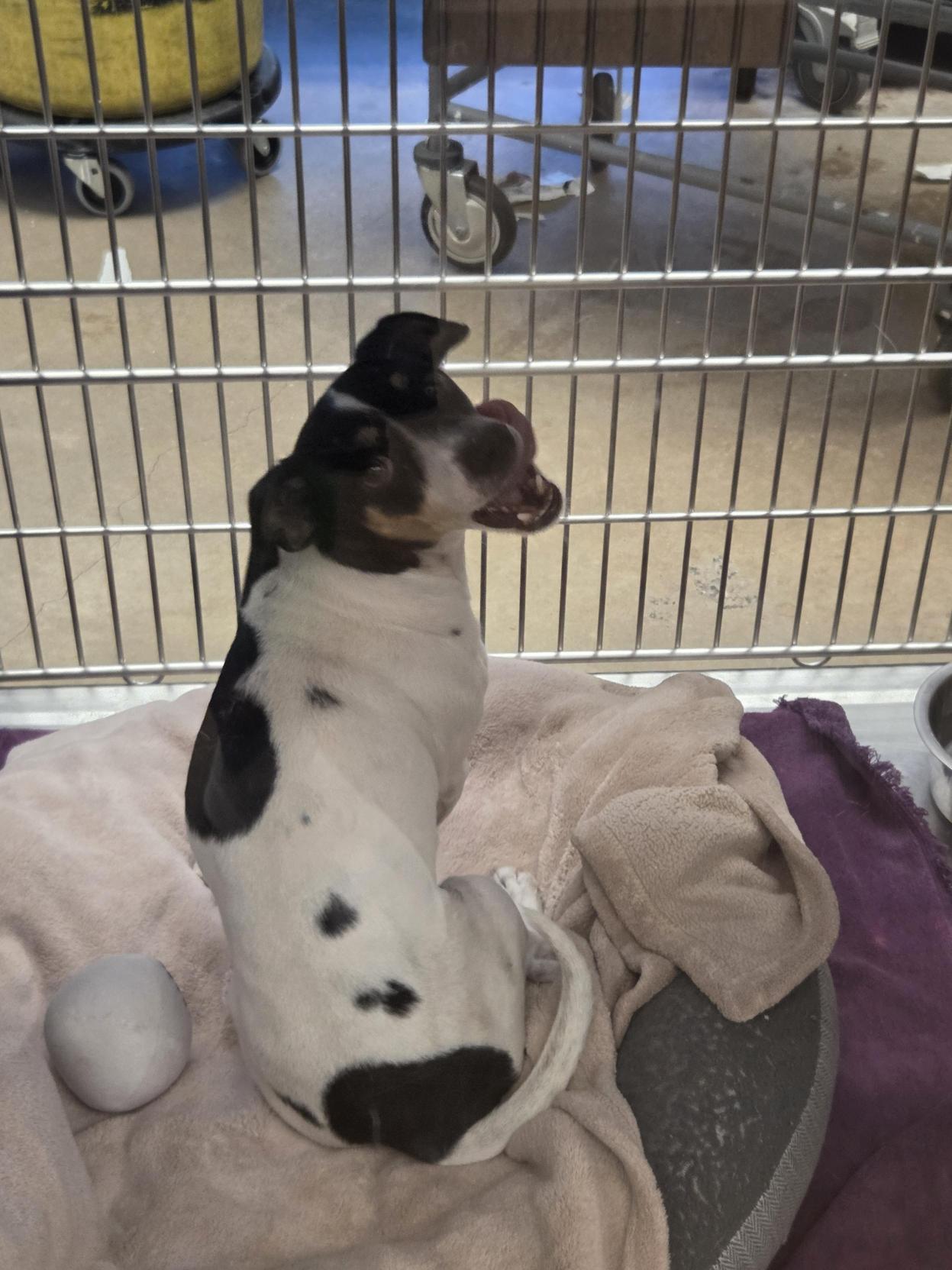 Tom Cruise, a Adoptable Dachshund in Austin, TX image 2/3