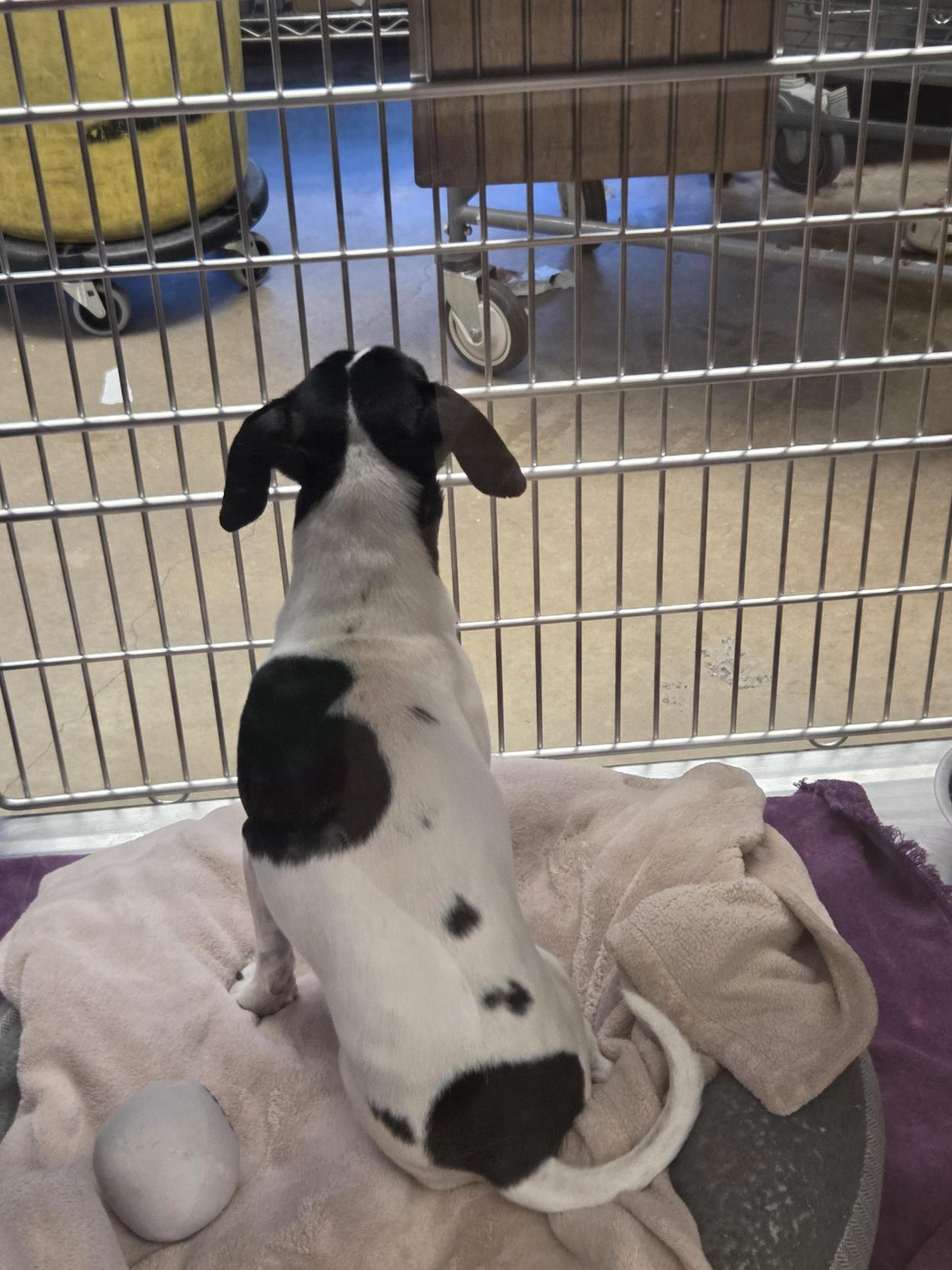 Tom Cruise, a Adoptable Dachshund in Austin, TX image 3/3