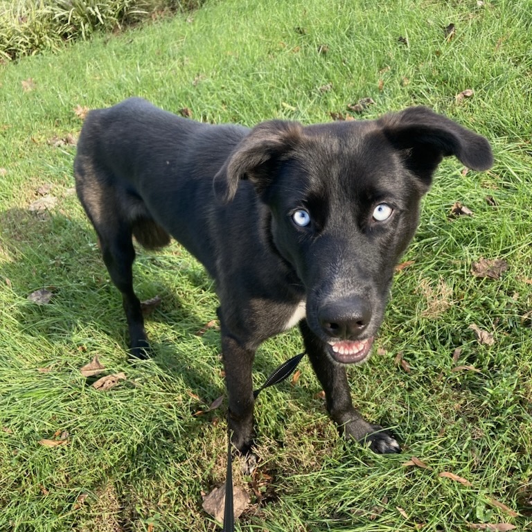 Dog for adoption Beacon, a Labrador Retriever & Husky Mix in