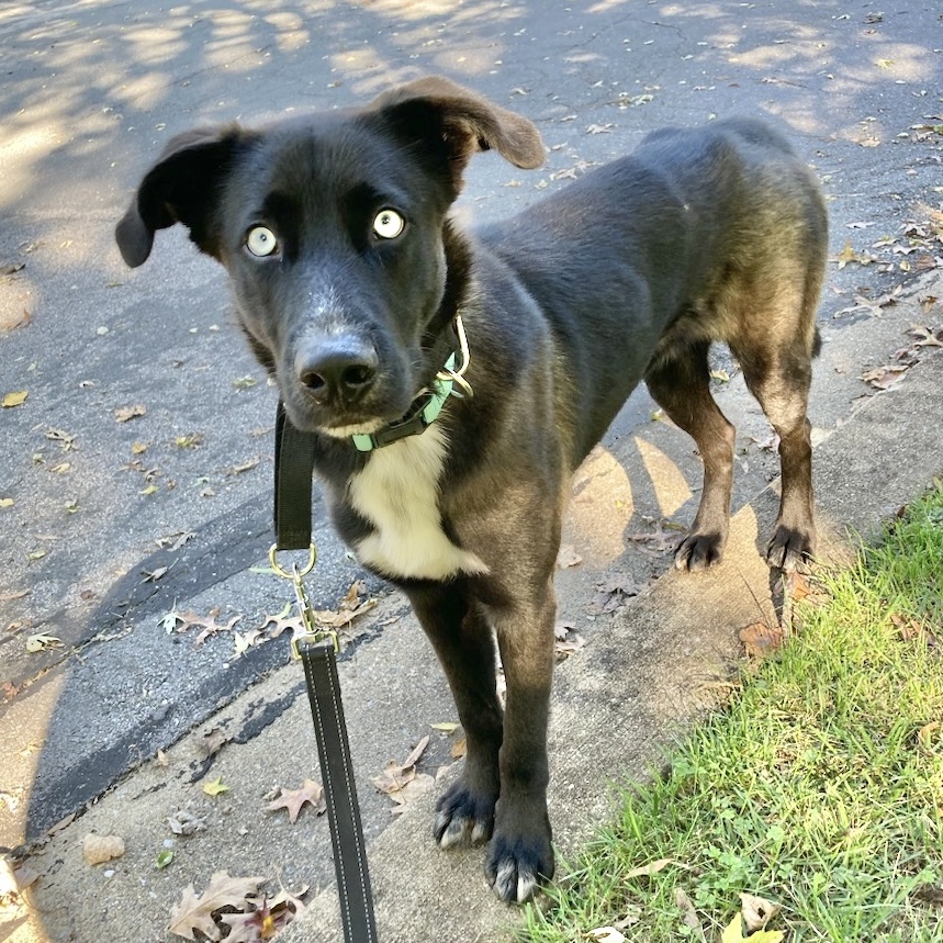 Dog for adoption Beacon, a Labrador Retriever & Husky Mix in
