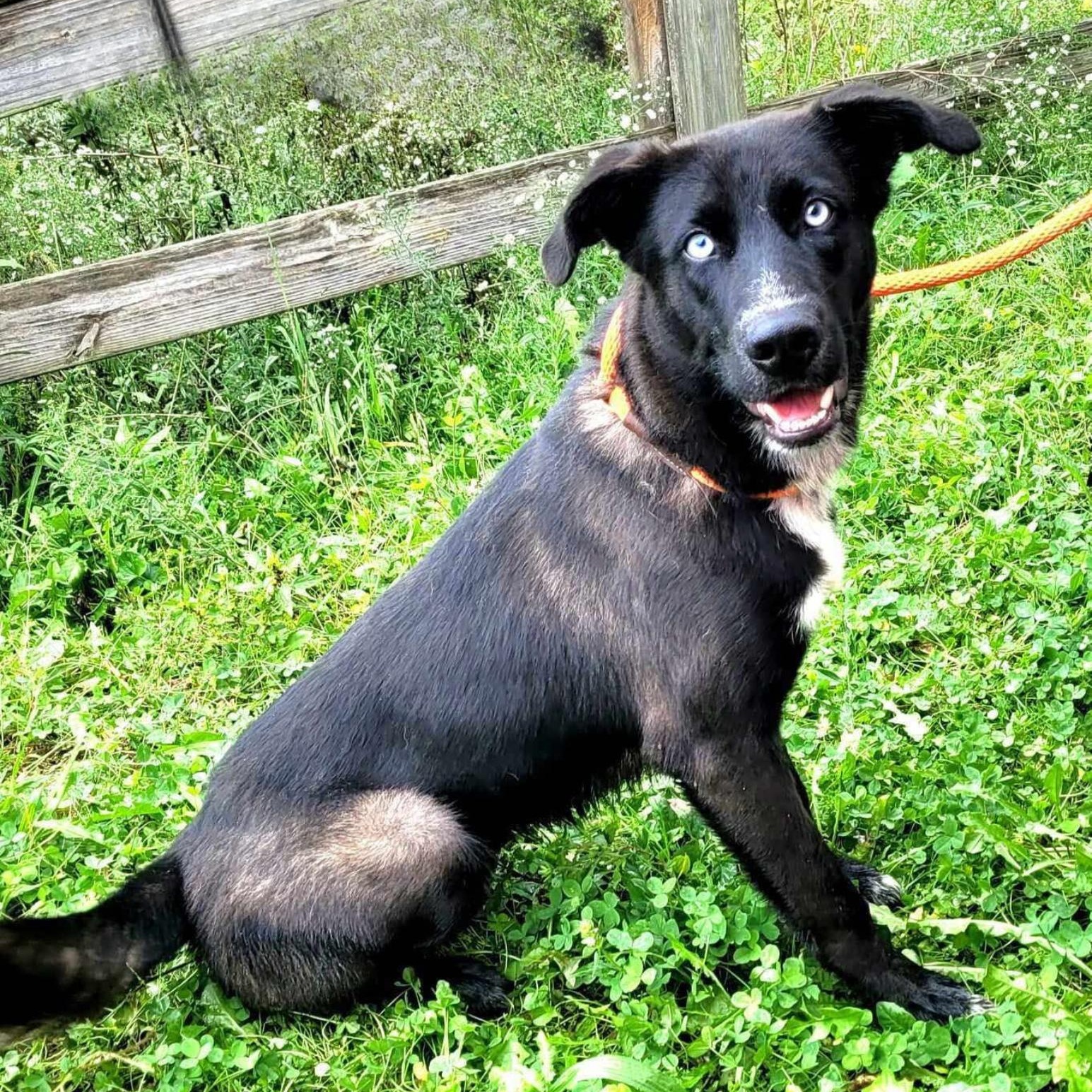 Dog for adoption Beacon, a Labrador Retriever & Husky Mix in