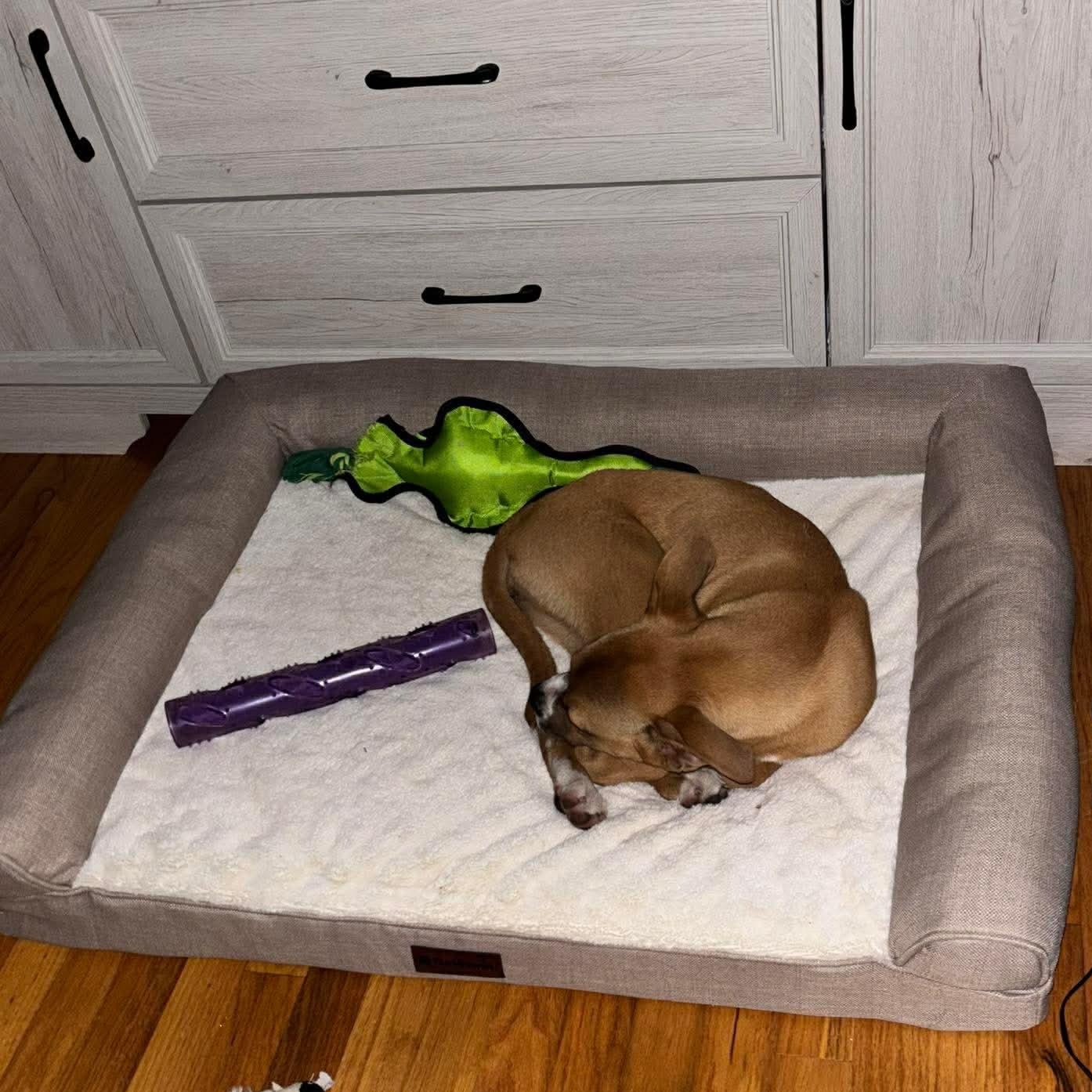 Enlarge Mia, a ADOPTABLE mixed breed in Douglas, GA image 2/5