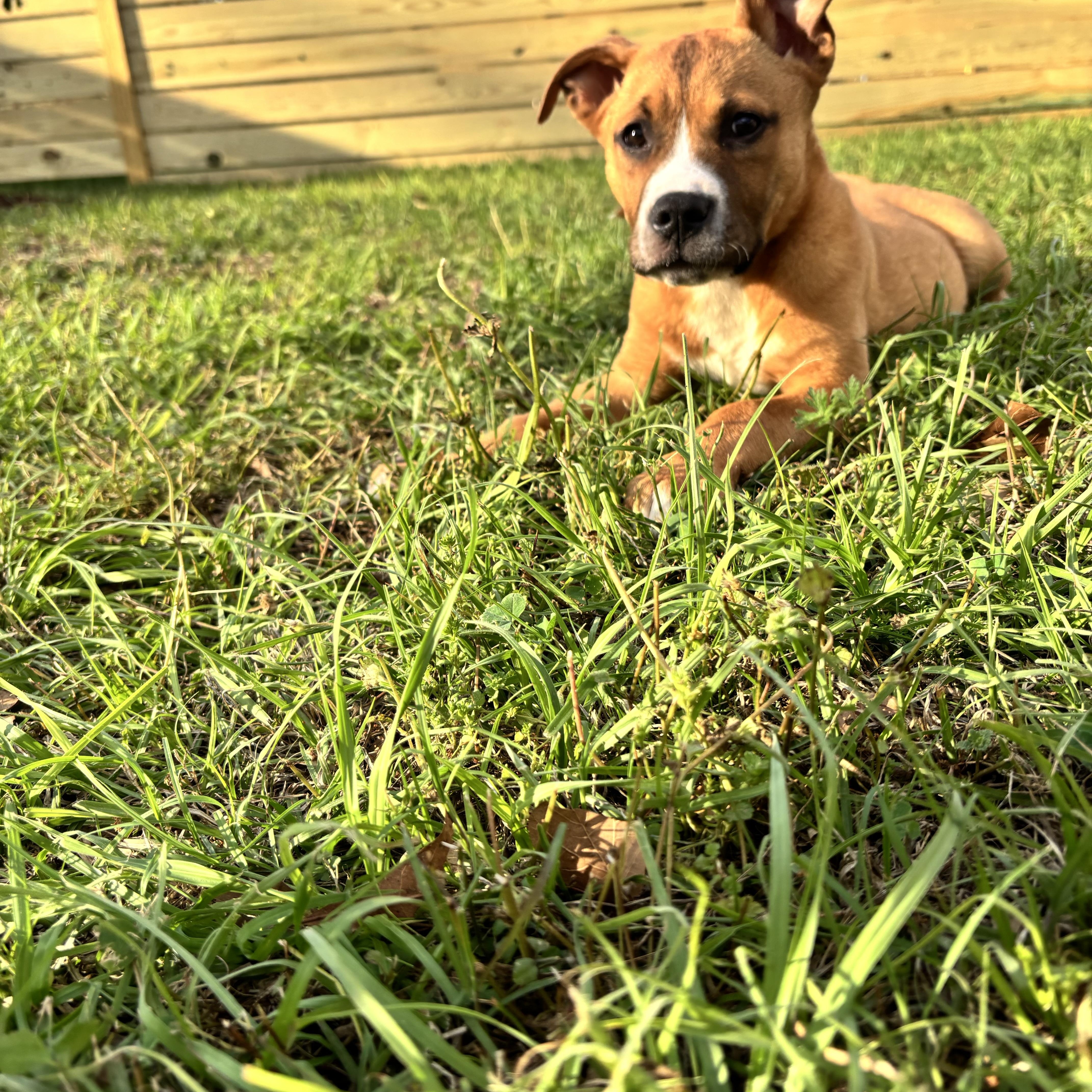 Enlarge Mia, a ADOPTABLE mixed breed in Douglas, GA image 3/5
