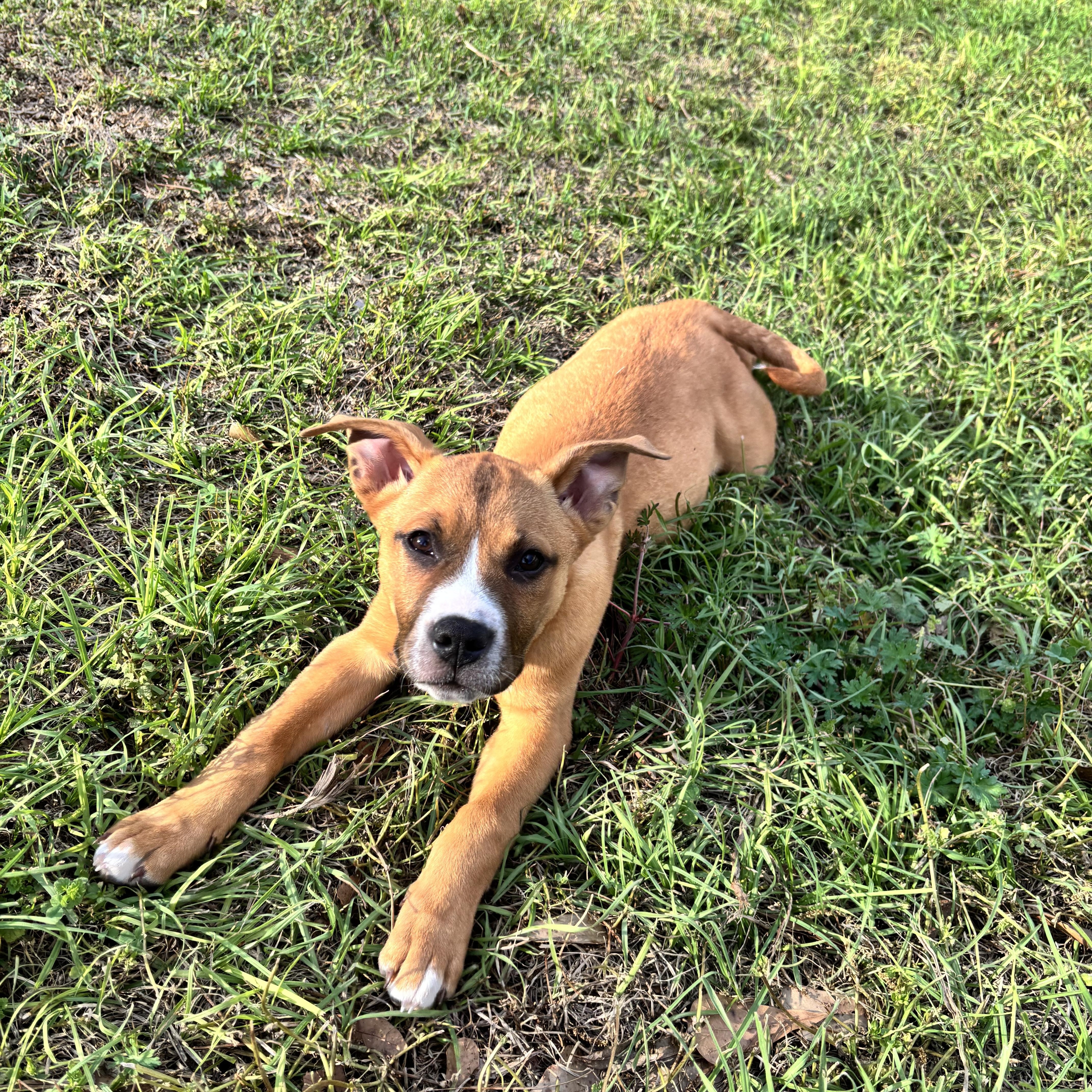 Enlarge Mia, a ADOPTABLE mixed breed in Douglas, GA image 5/5