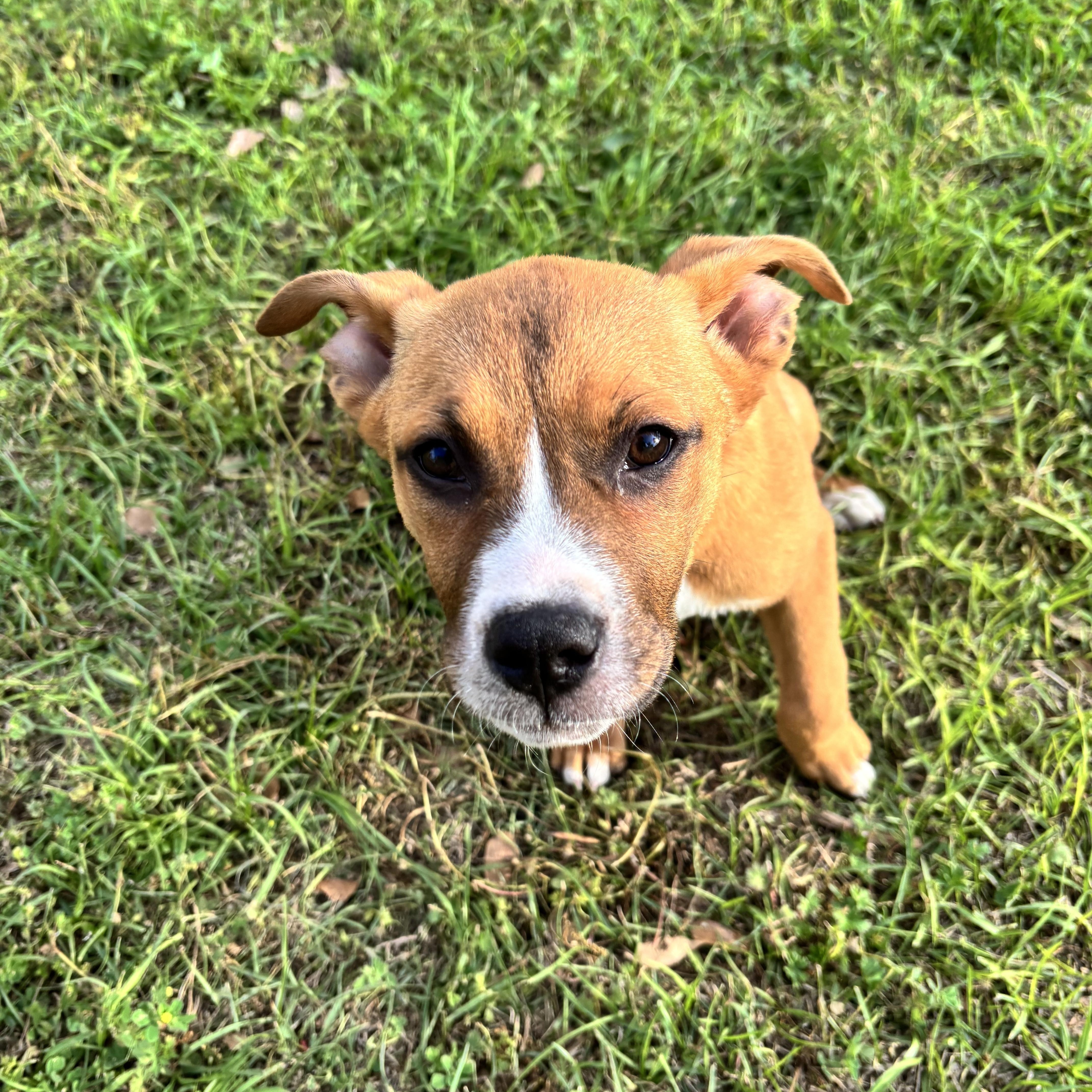 Enlarge Mia, a ADOPTABLE mixed breed in Douglas, GA image 4/5