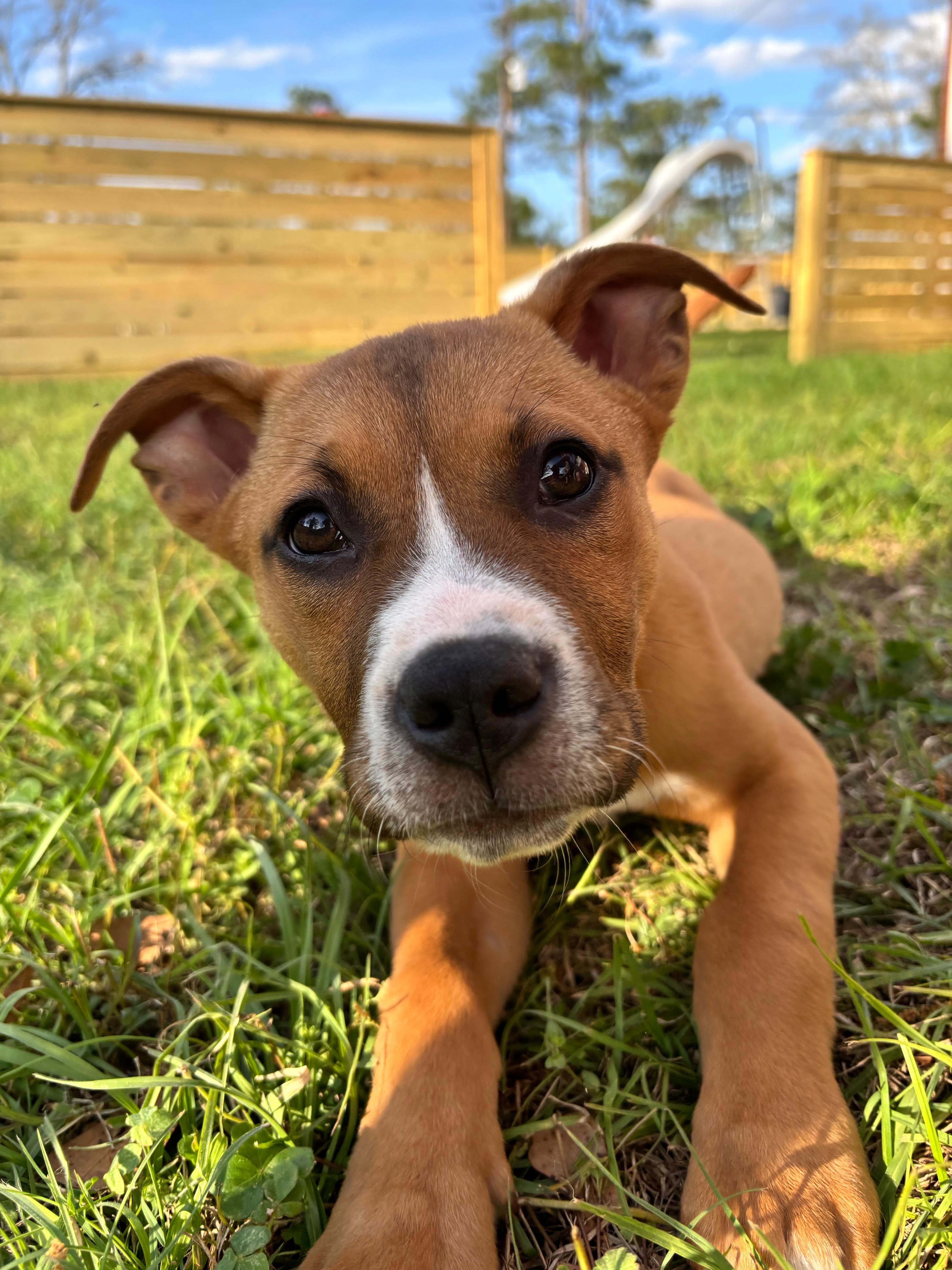 Enlarge Mia, a ADOPTABLE mixed breed in Douglas, GA image 1/5