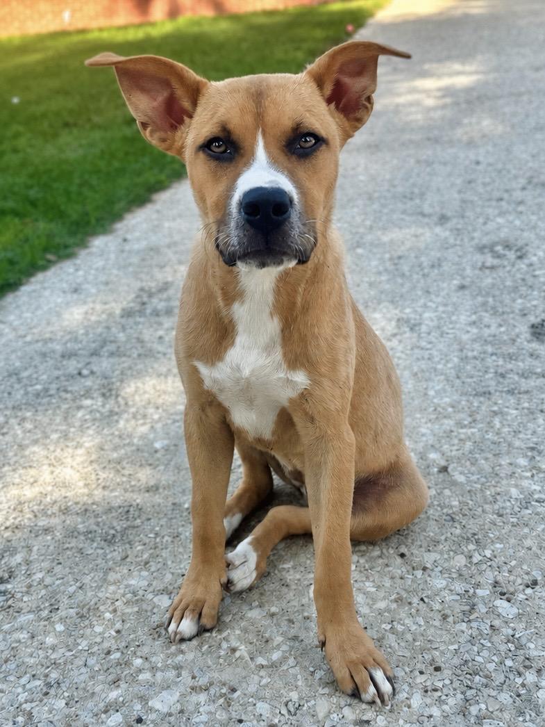 Mia, ADOPTABLE, Puppy Female Boxer.