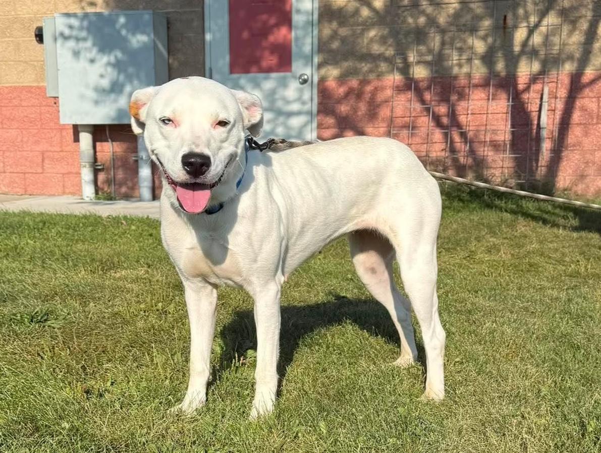 Enlarge Sugar, a Adoptable mixed breed in Maryville, MO image 3/5