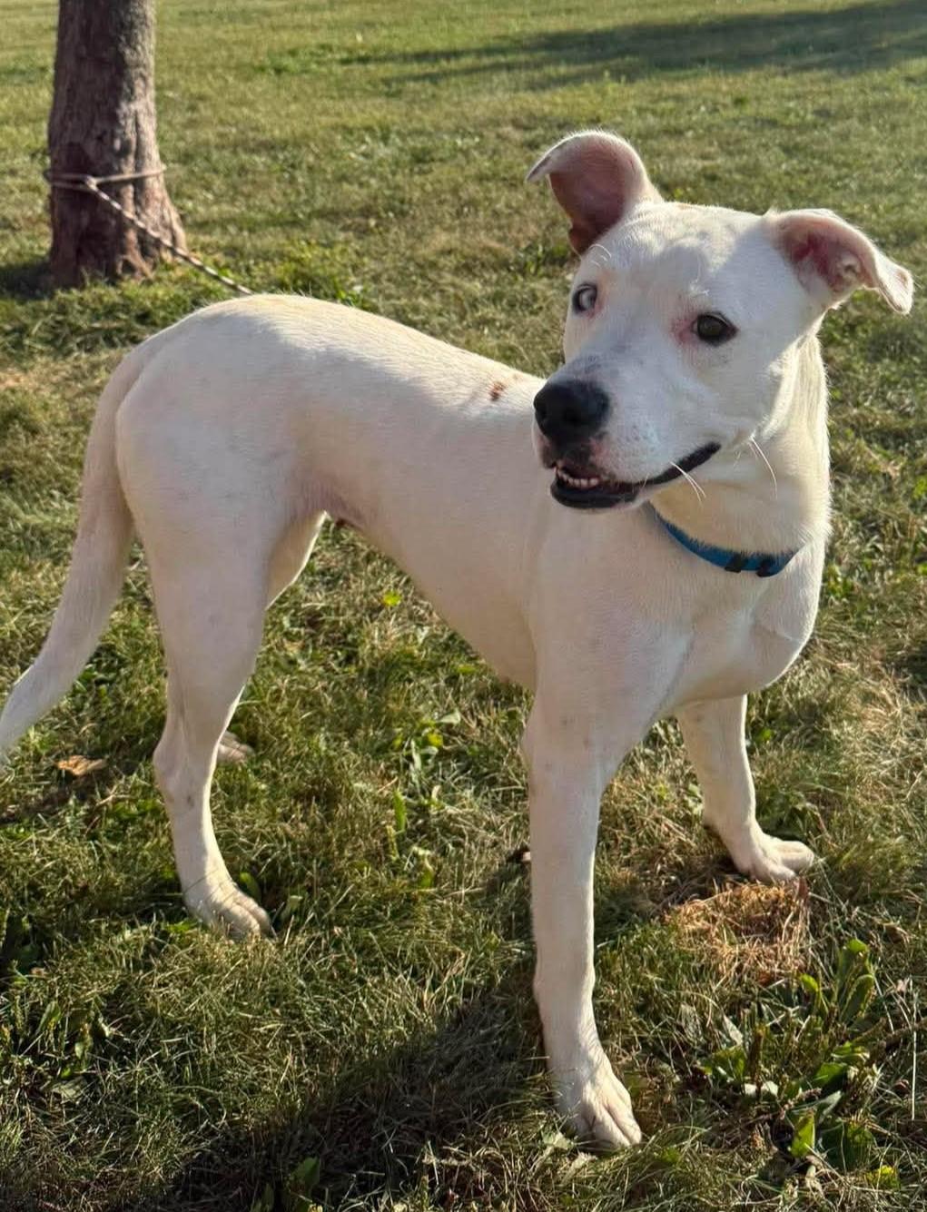 Enlarge Sugar, a Adoptable mixed breed in Maryville, MO image 5/5