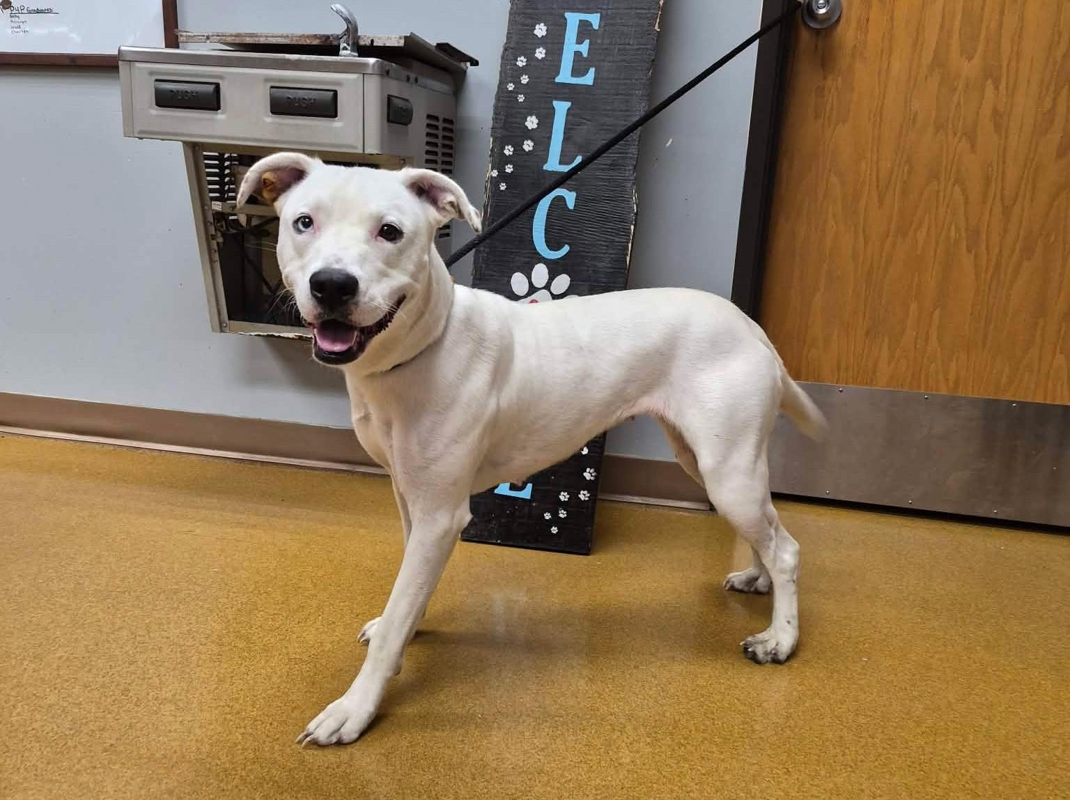 Enlarge Sugar, a Adoptable mixed breed in Maryville, MO image 2/5