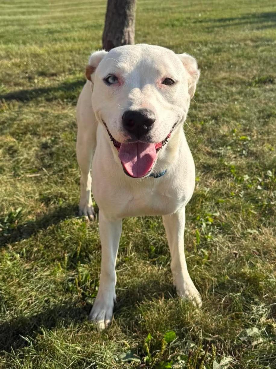 Enlarge Sugar, a Adoptable mixed breed in Maryville, MO image 4/5