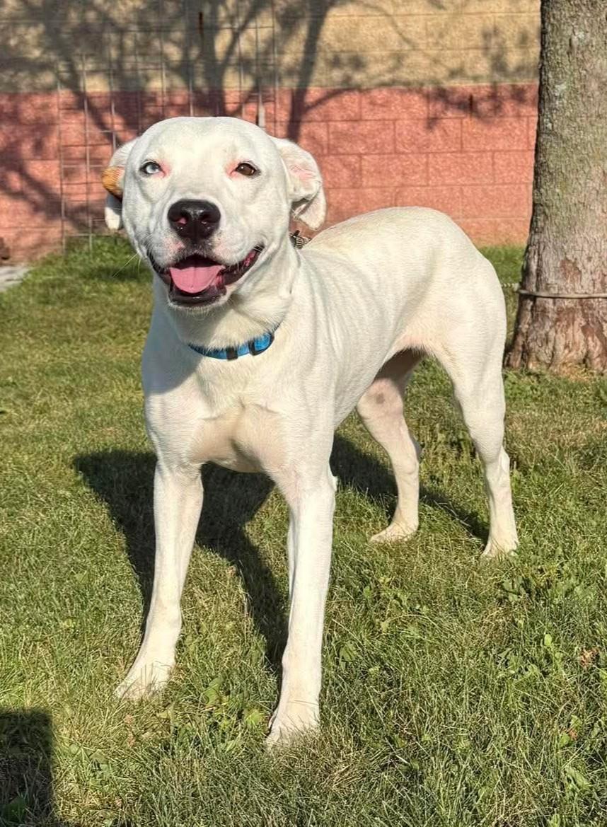 Sugar, Adoptable, Young Female Pit Bull Terrier.