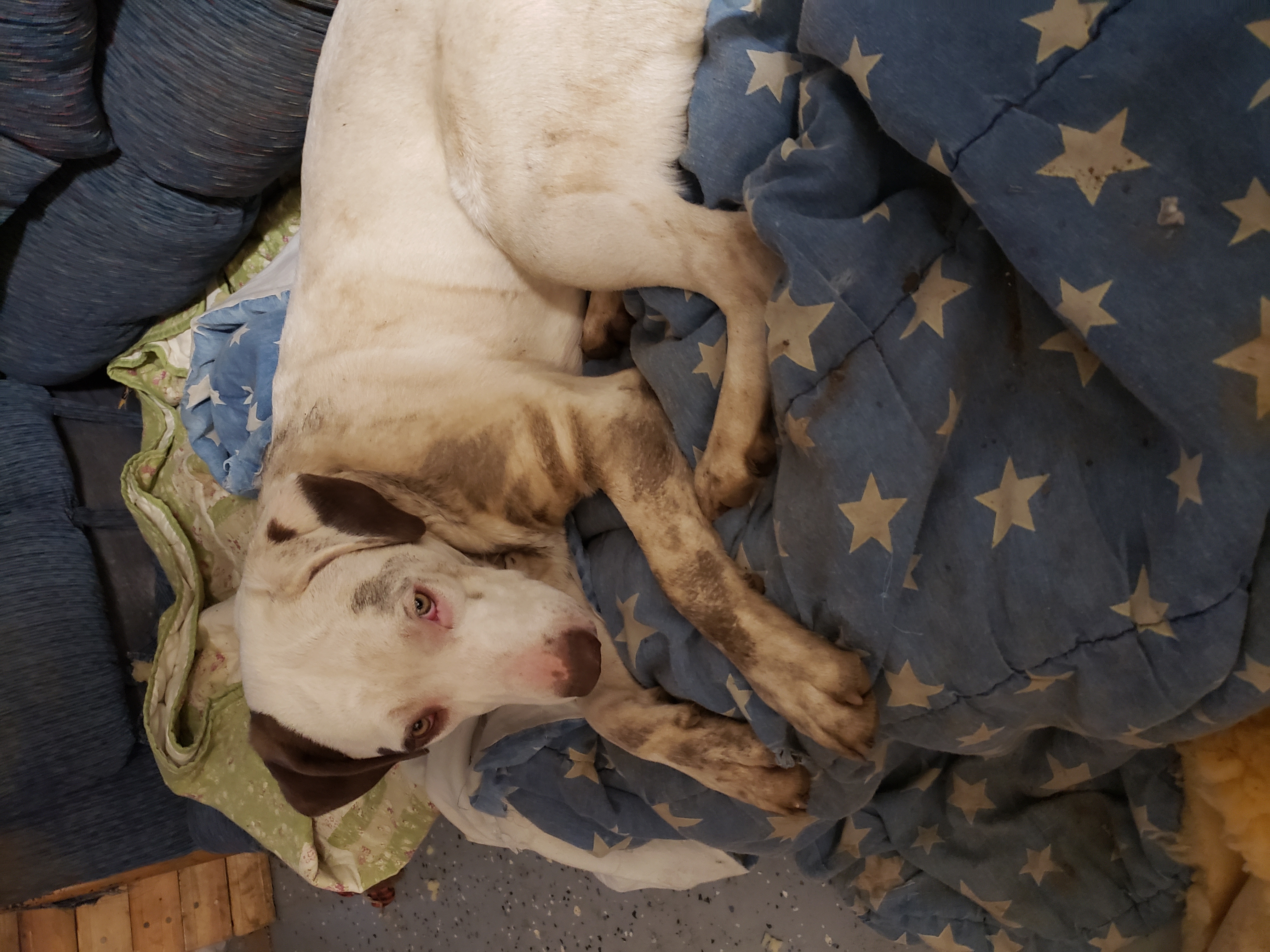 Enlarge Artemis, a Adoptable mixed breed in Rockford, IL image 4/5