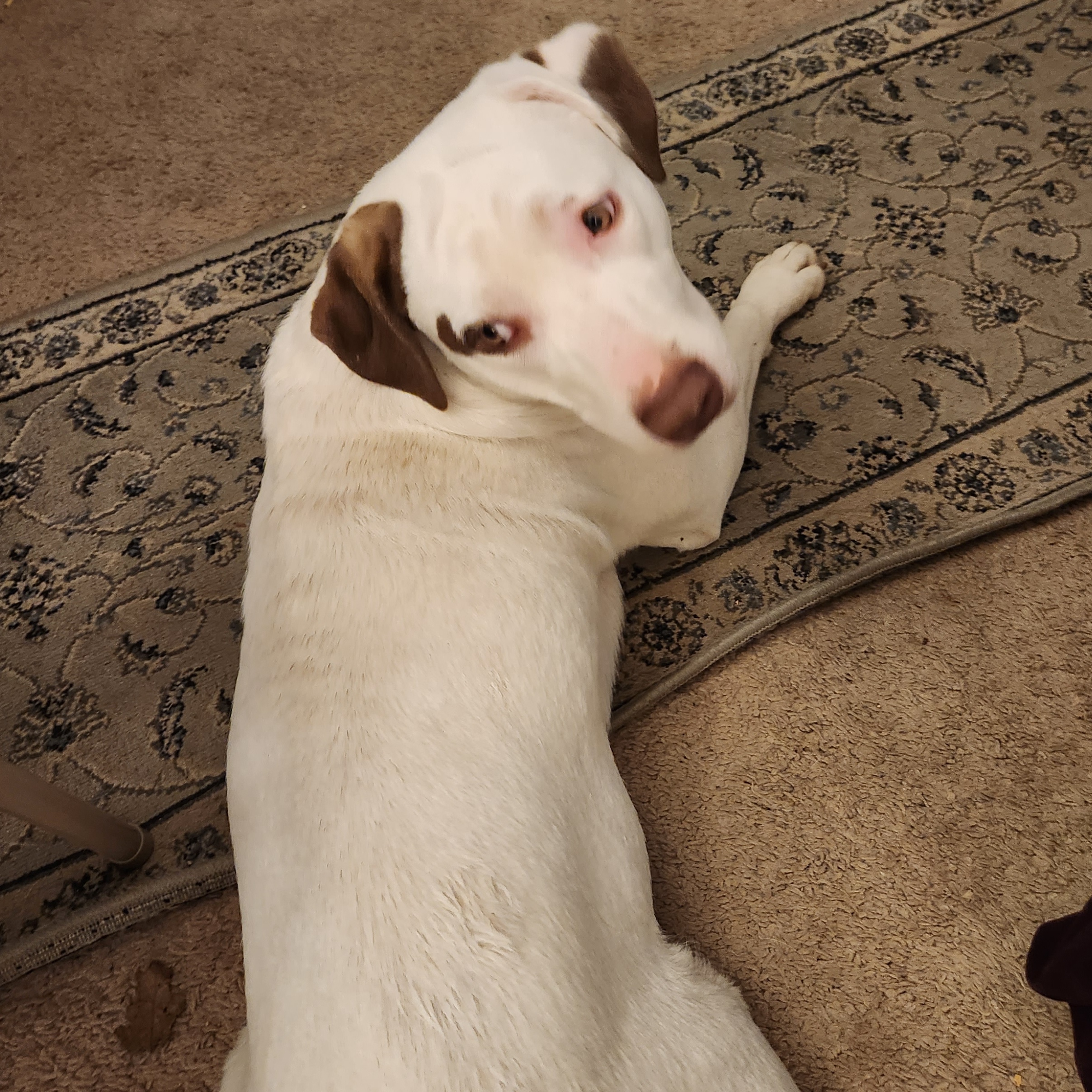 Enlarge Artemis, a Adoptable mixed breed in Rockford, IL image 2/5