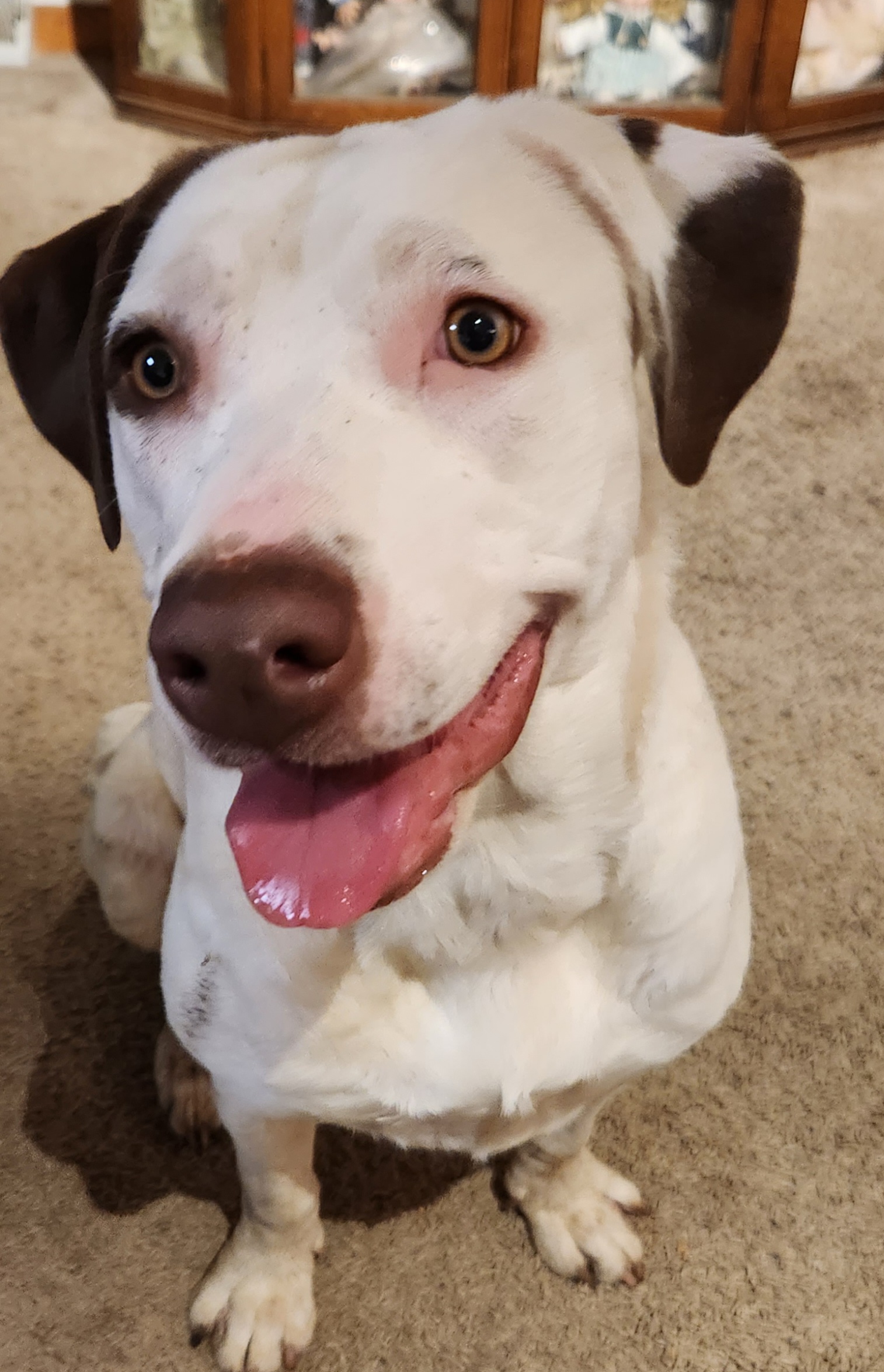 Enlarge Artemis, a Adoptable mixed breed in Rockford, IL image 1/5