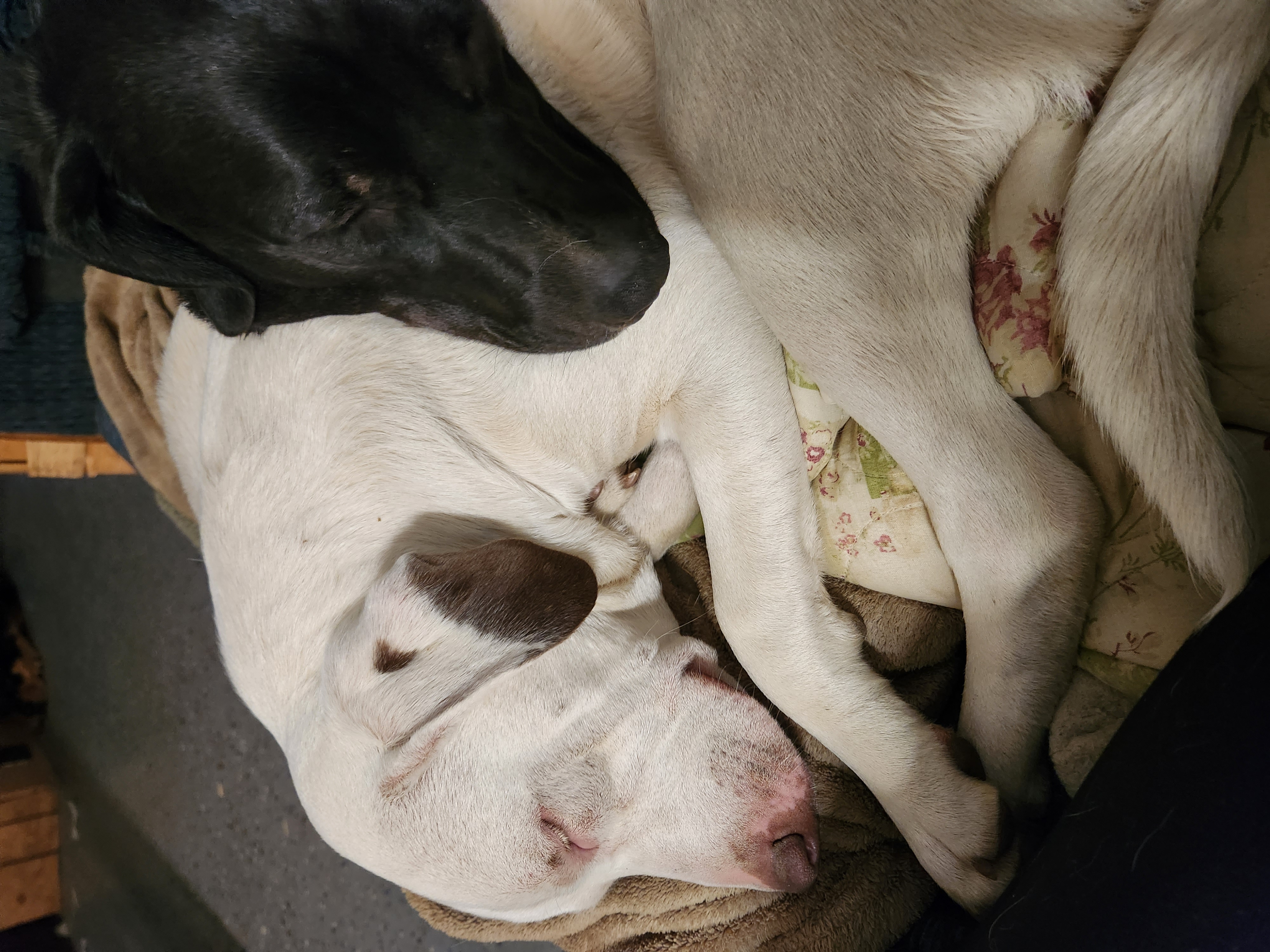 Enlarge Artemis, a Adoptable mixed breed in Rockford, IL image 5/5