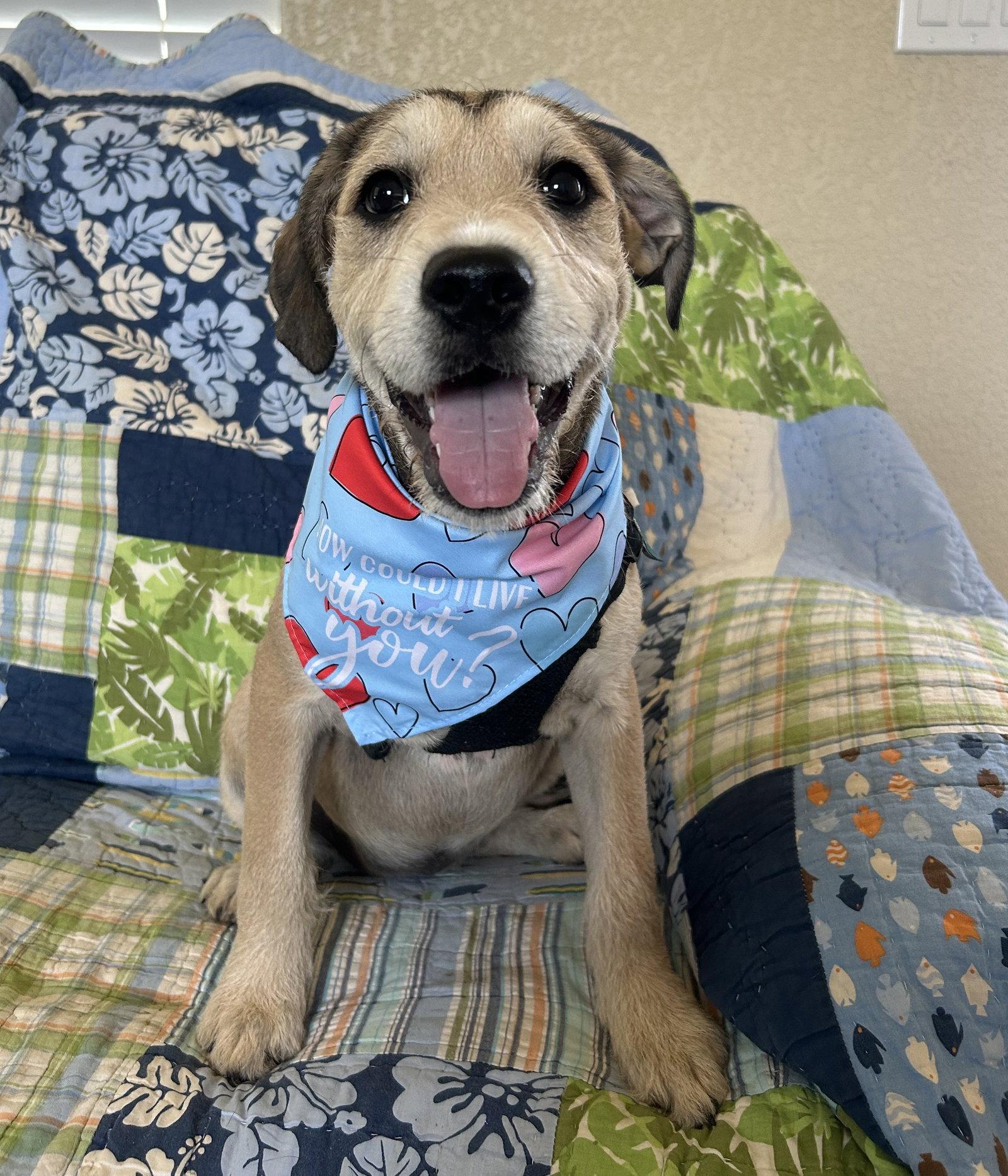 Enlarge Gypsy, a Adoptable American Bulldog in Pipe Creek, TX image 2/3