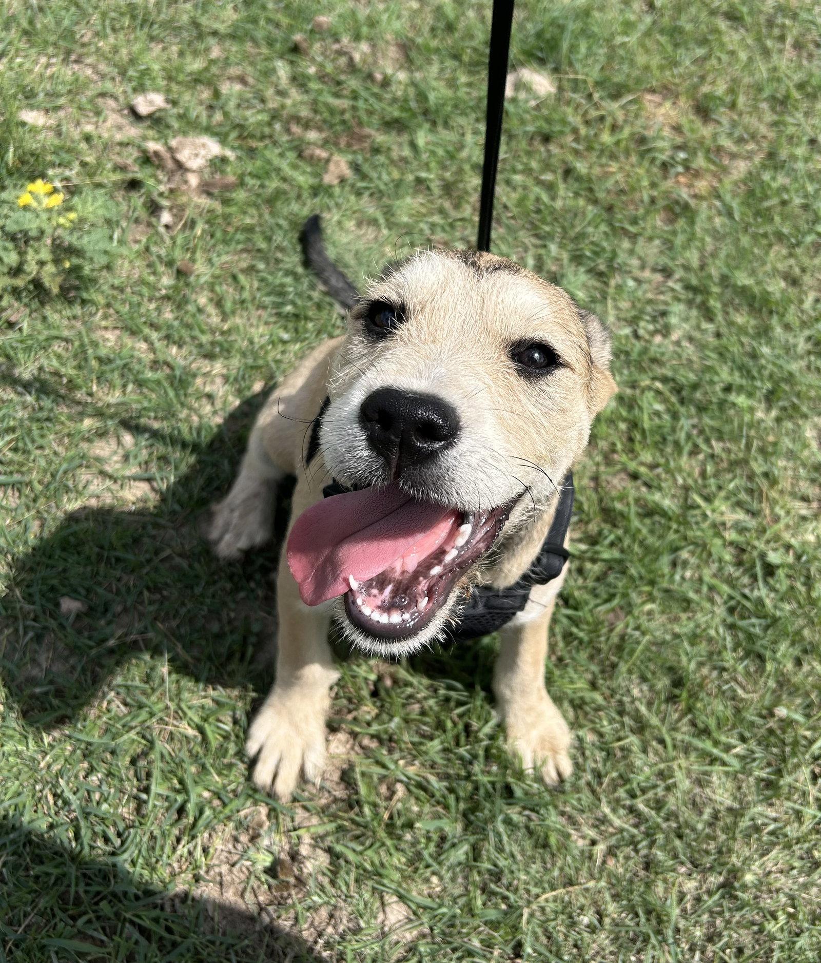 Enlarge Gypsy, a Adoptable American Bulldog in Pipe Creek, TX image 3/3