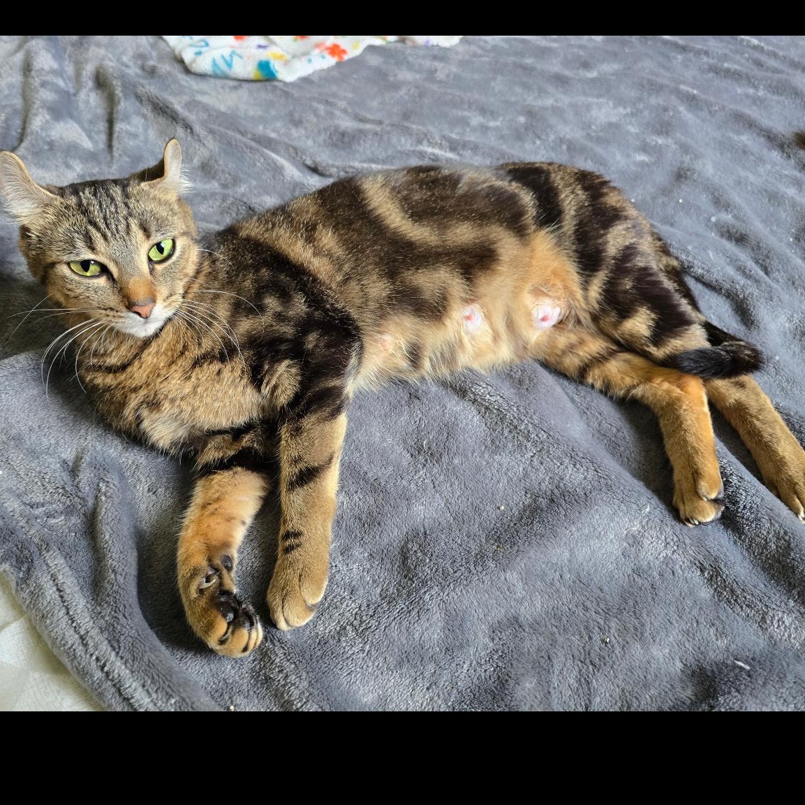 Mai Tai, an adopted mixed breed in Rochester Hills, MI image 5/6