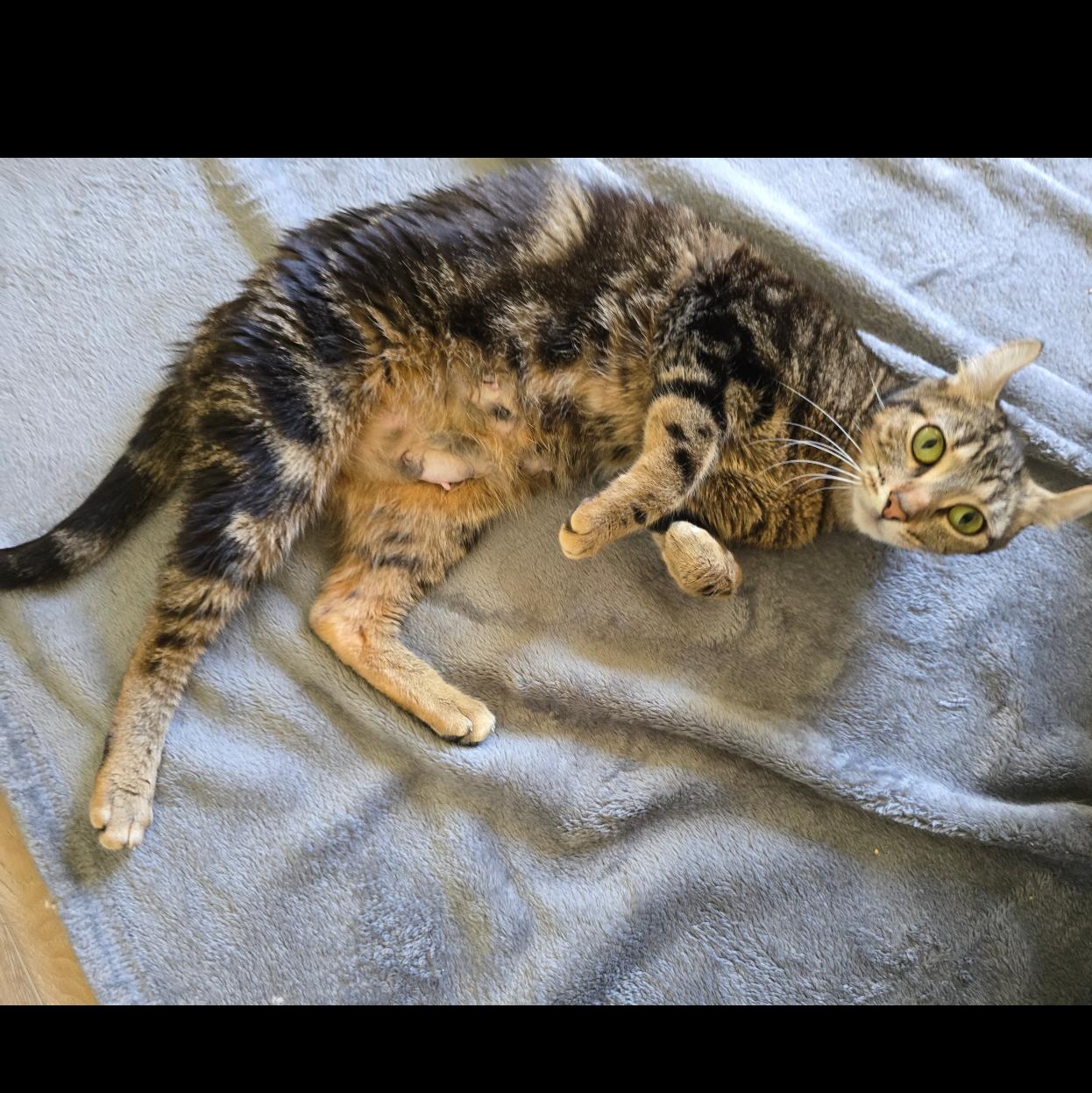 Mai Tai, an adopted mixed breed in Rochester Hills, MI image 6/6