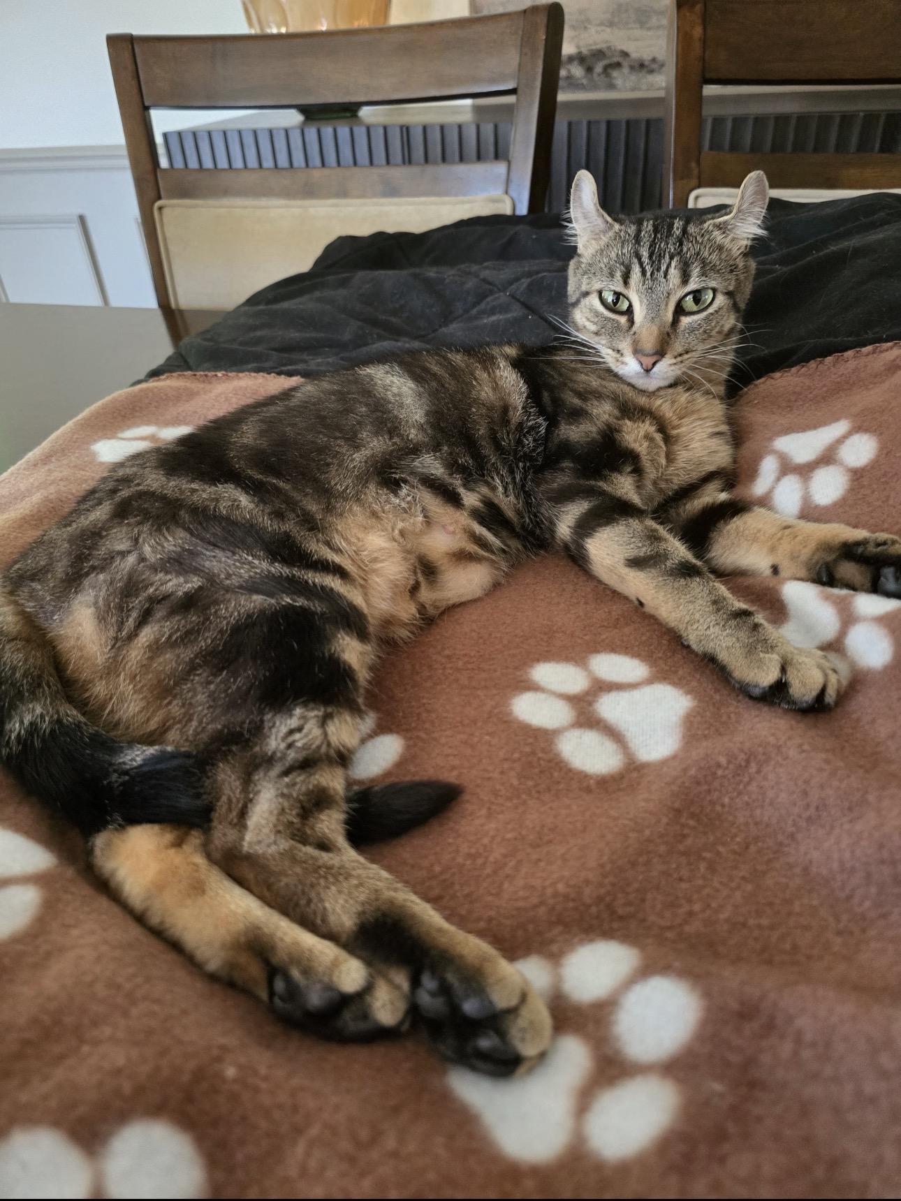 Mai Tai, adopted, Young Female American Curl & Tabby.