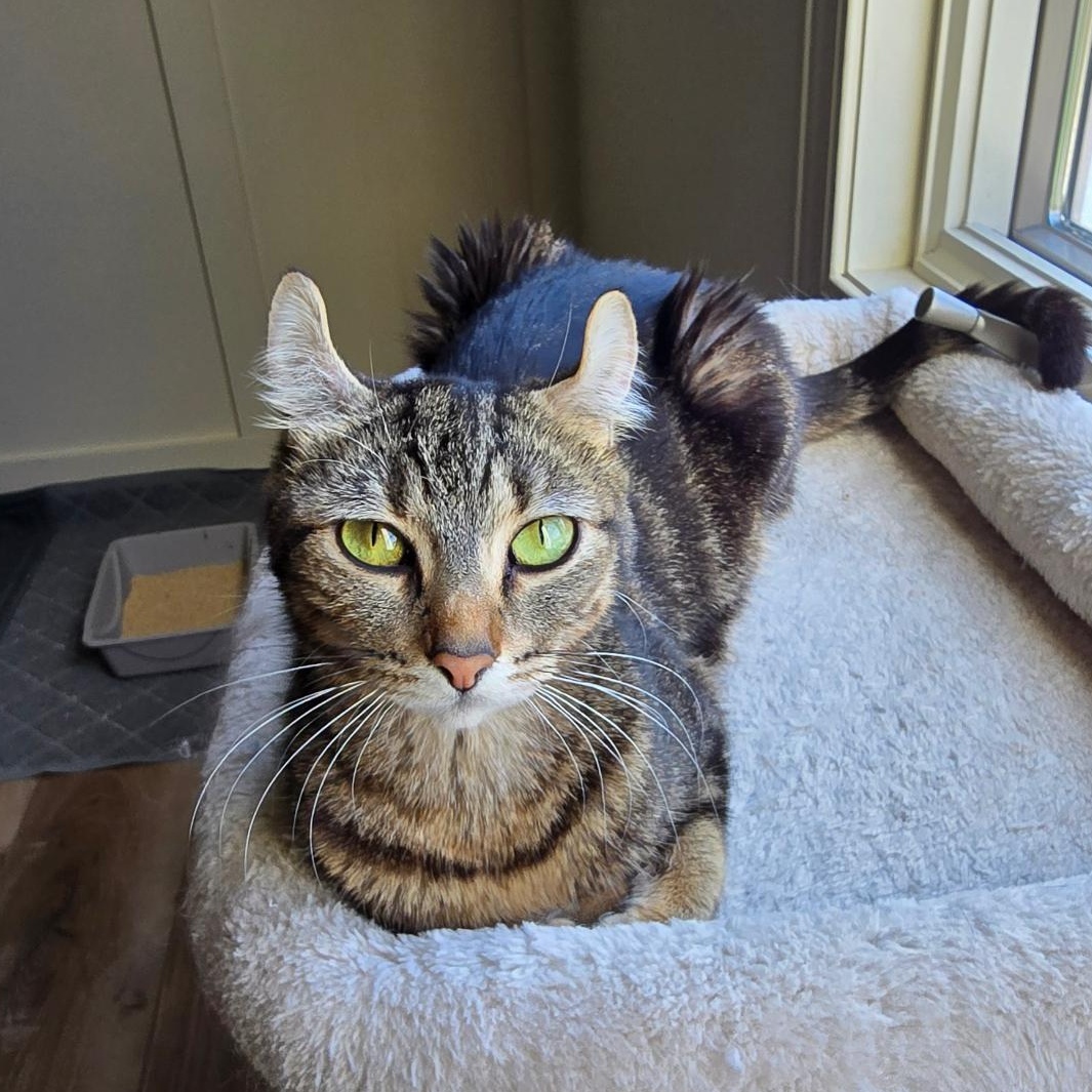 Mai Tai, an adopted mixed breed in Rochester Hills, MI image 2/6