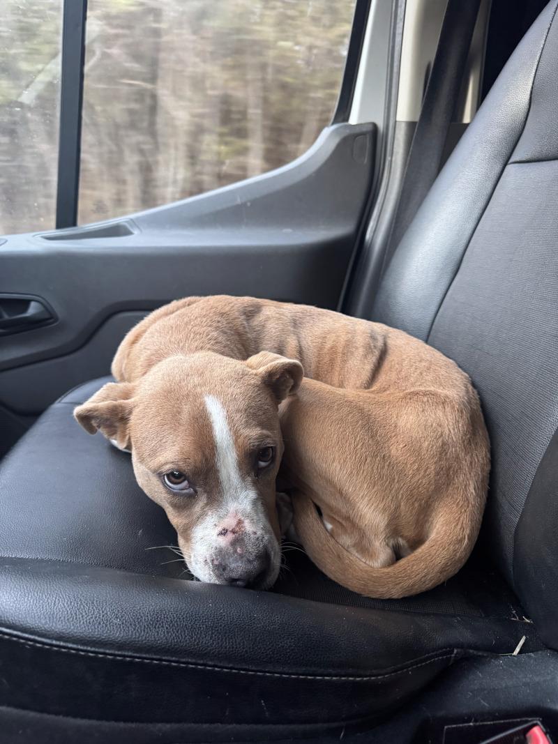 Holly, Adoptable, Adult Female Mixed Breed.