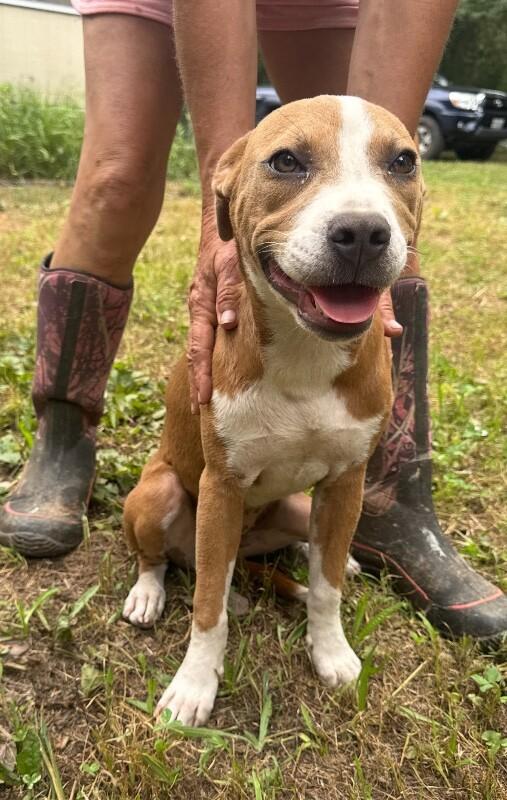 Holly (bonded with Jolly), a Adoptable Mixed Breed in Chattanooga, TN image 3/3