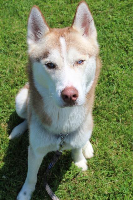 Blair, ADOPTABLE, Adult Male Husky.