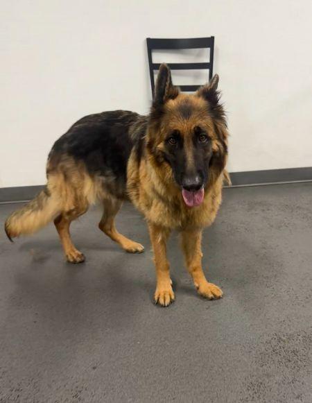 Enlarge Dakota, a Adoptable German Shepherd Dog in Irvine, CA image 1/3