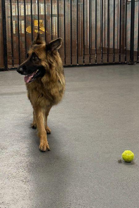 Enlarge Dakota, a Adoptable German Shepherd Dog in Irvine, CA image 3/3