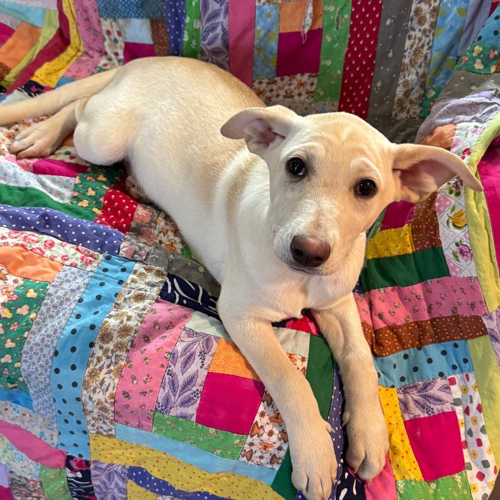 Snow, Adoptable, Puppy Female Cattle Dog & Mixed Breed.