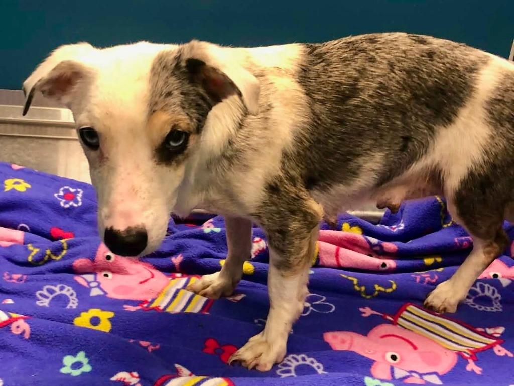 Sprinkles, Adoptable, Young Female Terrier.