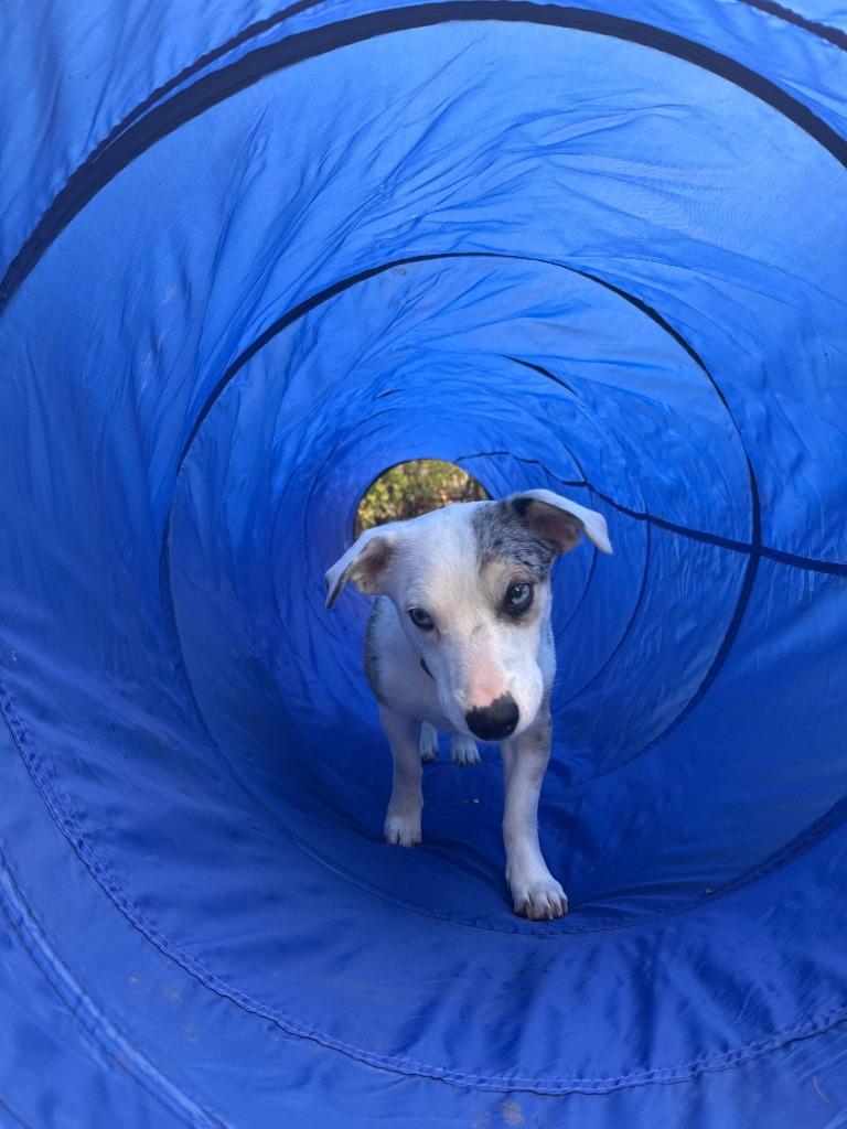 Enlarge Sprinkles, a Adoptable mixed breed in West Bloomfield, MI image 4/6